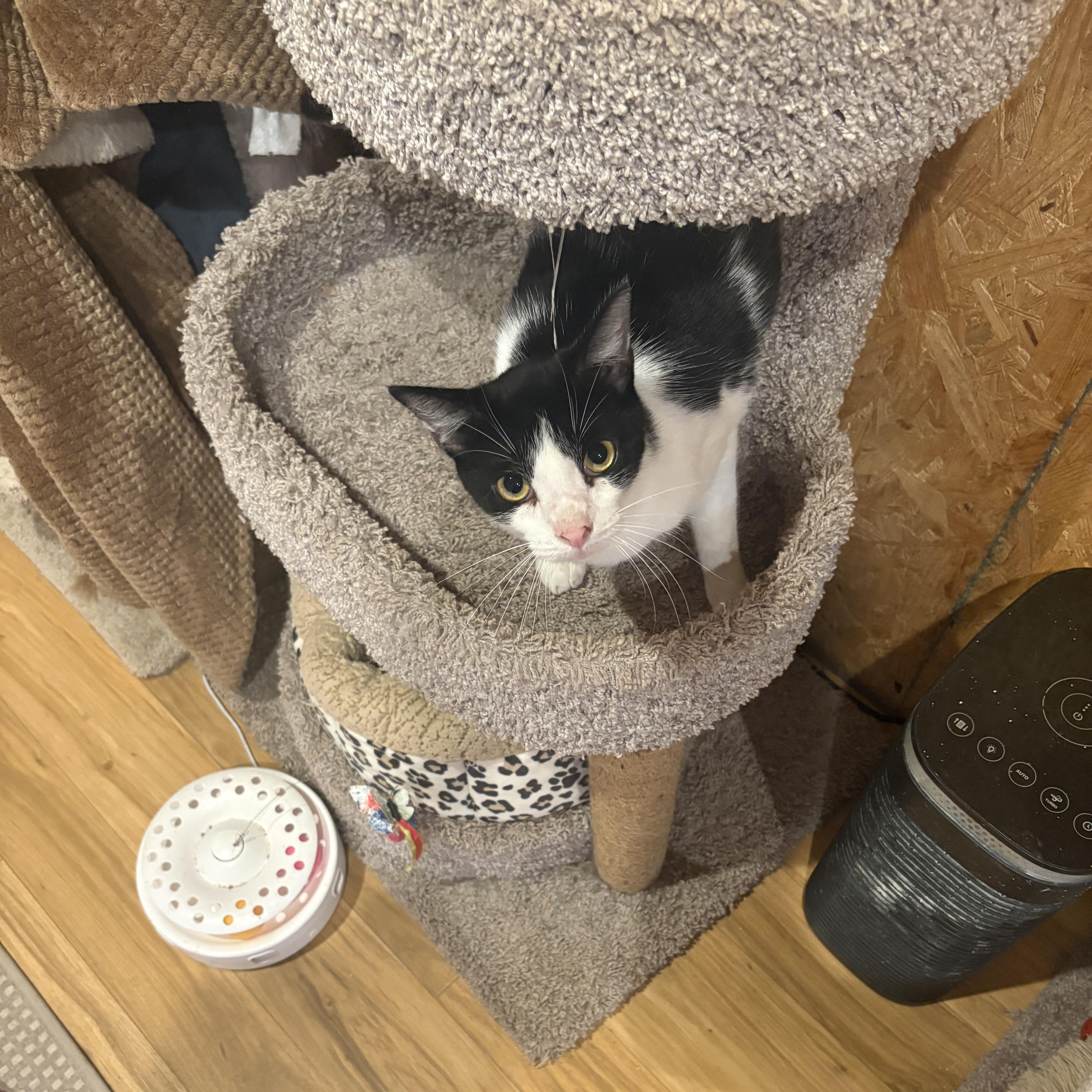 Elizabeth , an adoptable Domestic Short Hair in Richmond, VA image 5/5