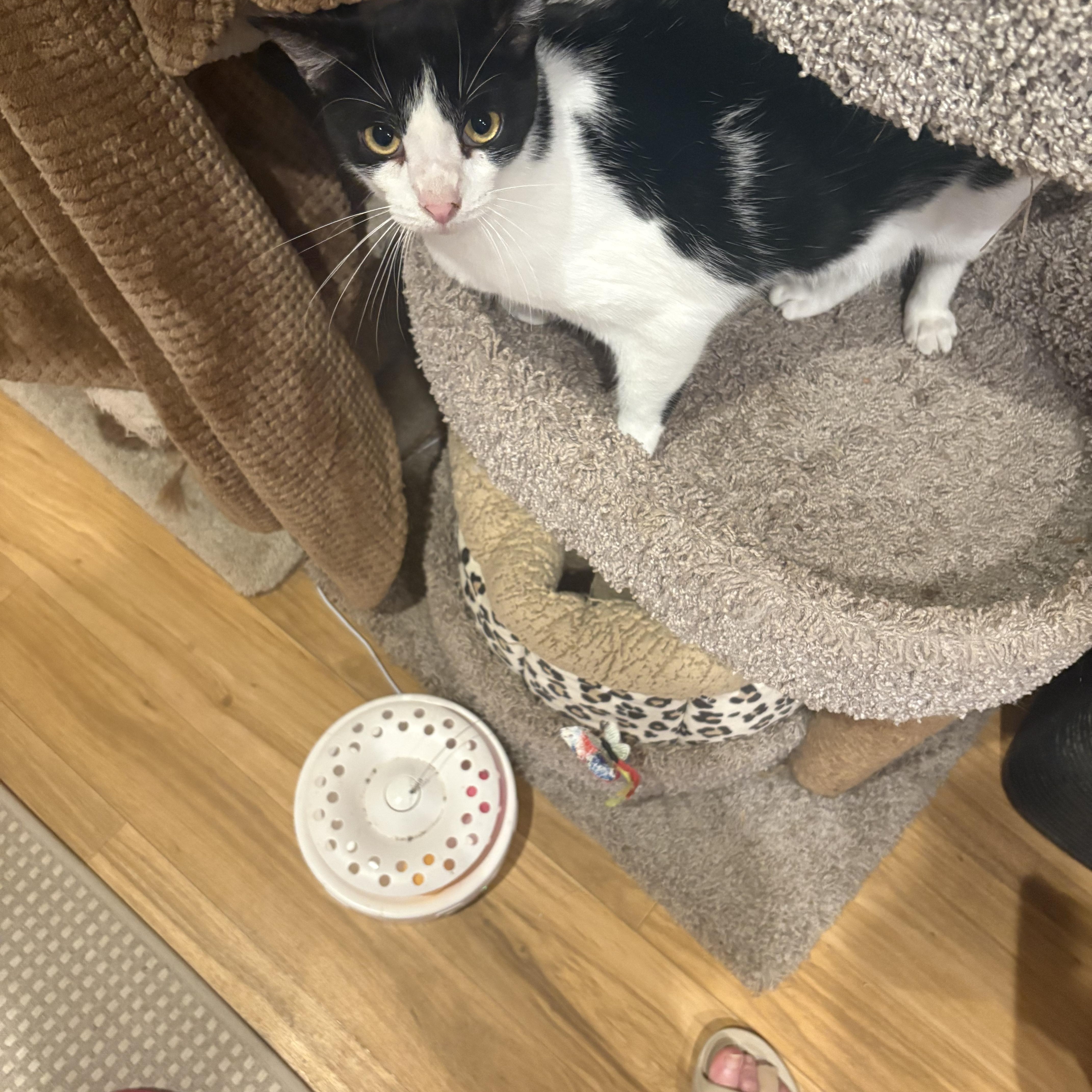 Elizabeth , an adoptable Domestic Short Hair in Richmond, VA image 3/5