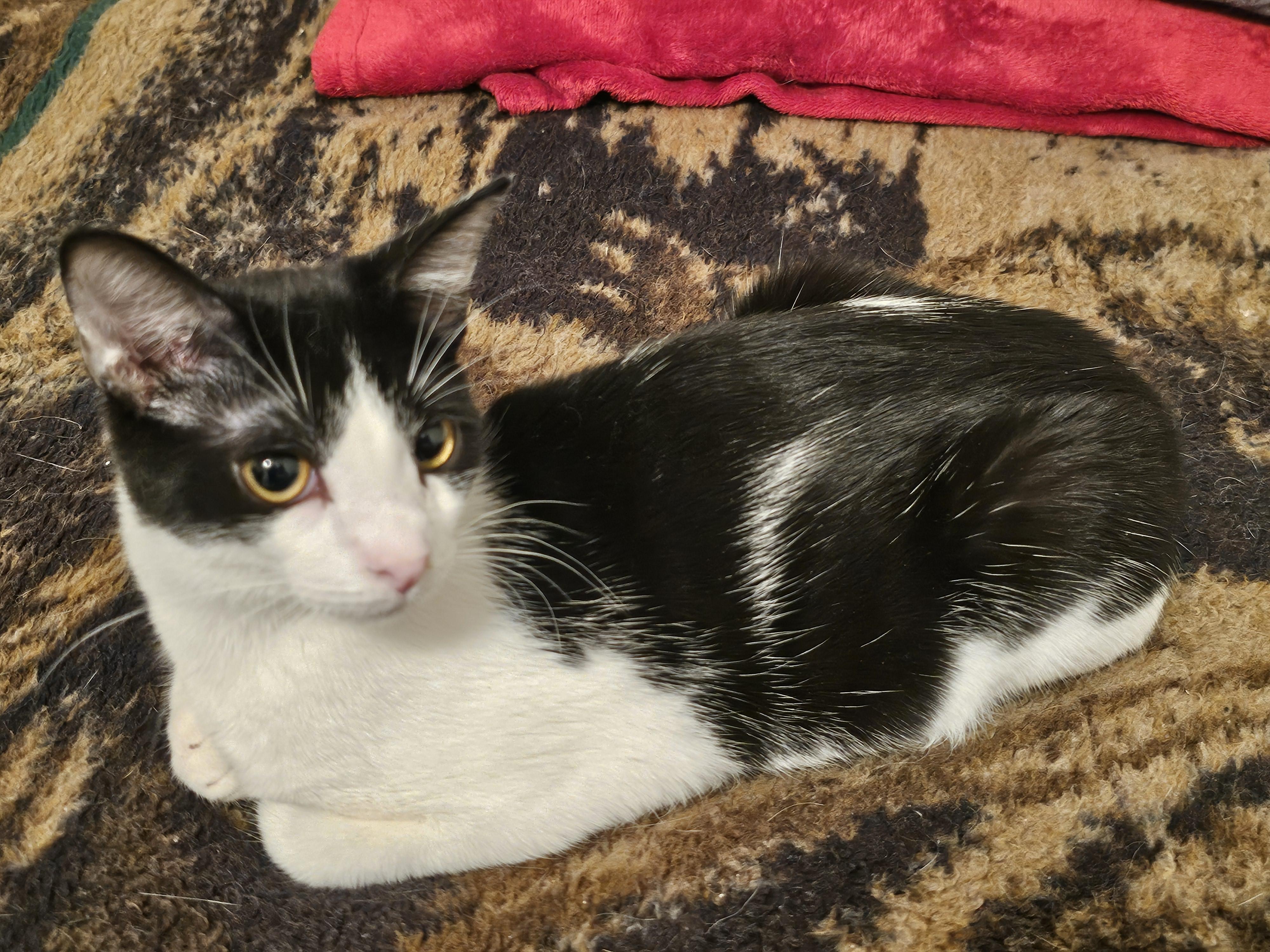 Enlarge Elizabeth , an adoptable Domestic Short Hair in Richmond, VA image 6/6