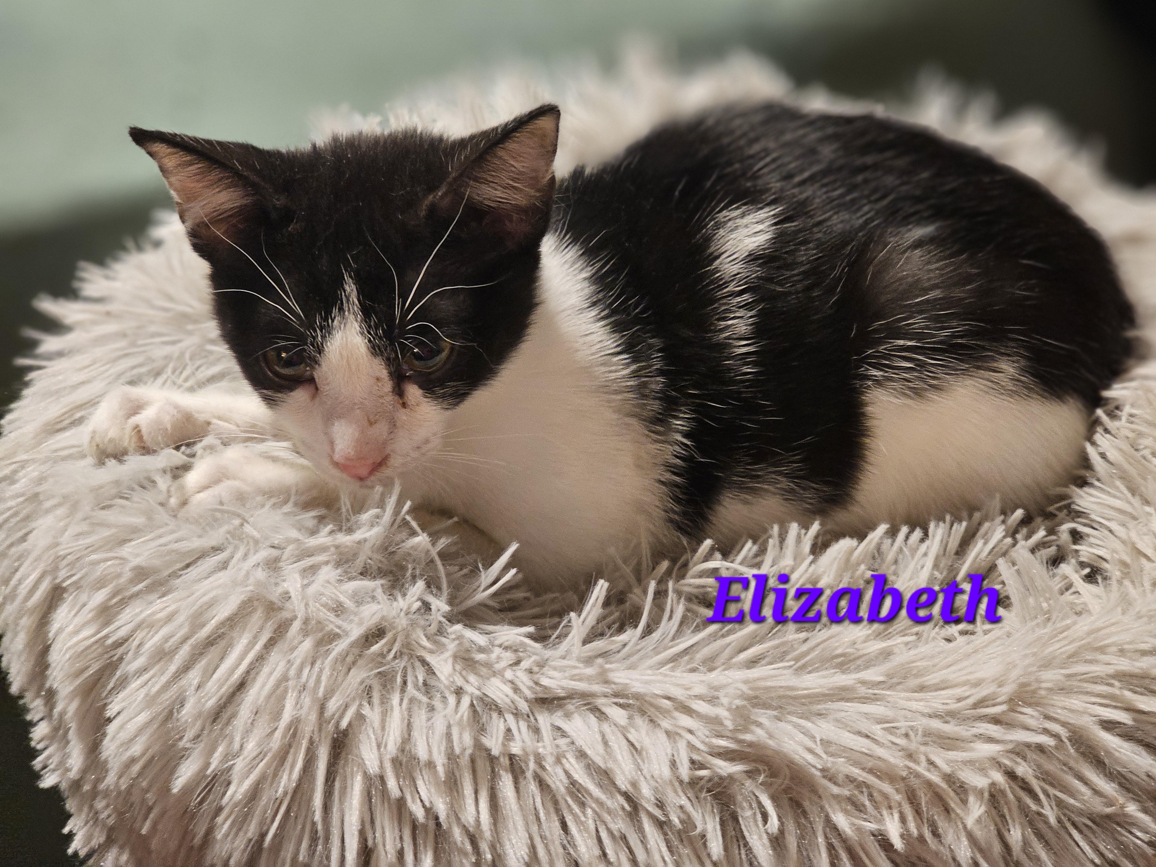 Enlarge Elizabeth , an adoptable Domestic Short Hair in Richmond, VA image 2/6