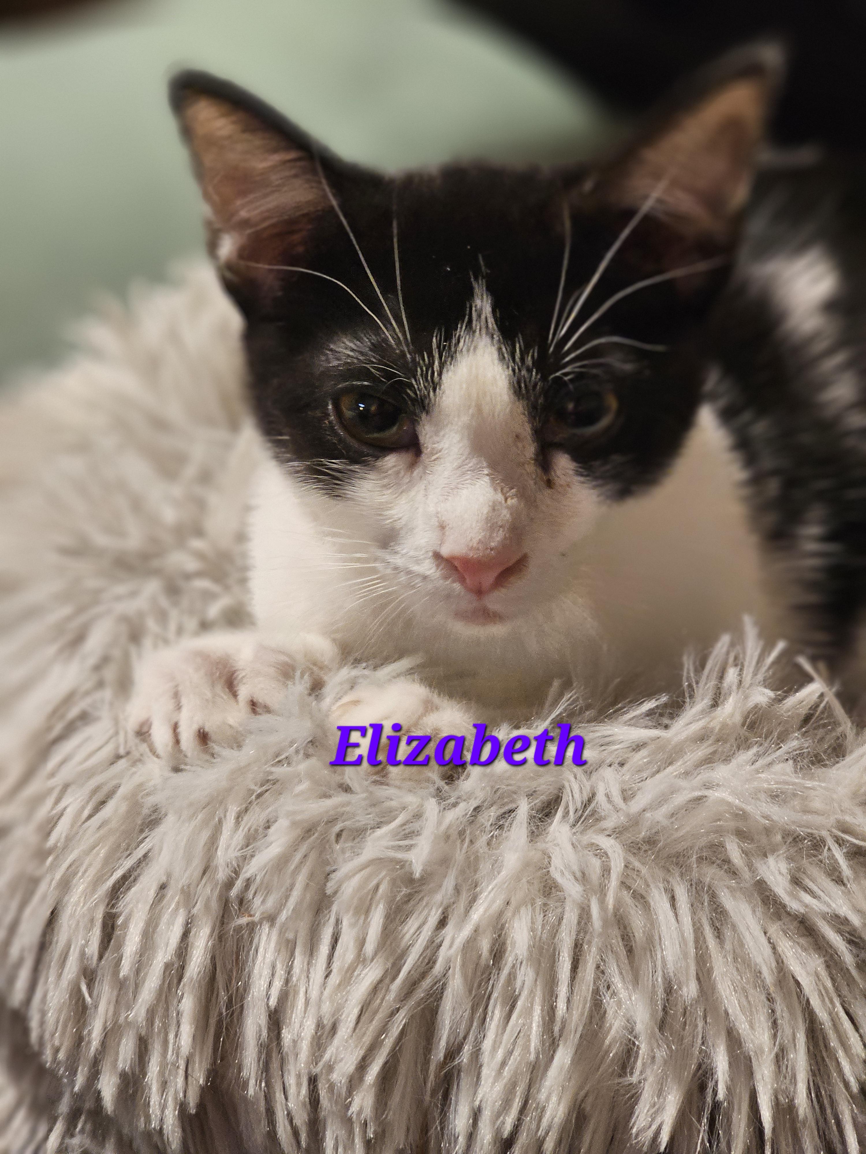 Enlarge Elizabeth , an adoptable Domestic Short Hair in Richmond, VA image 5/6