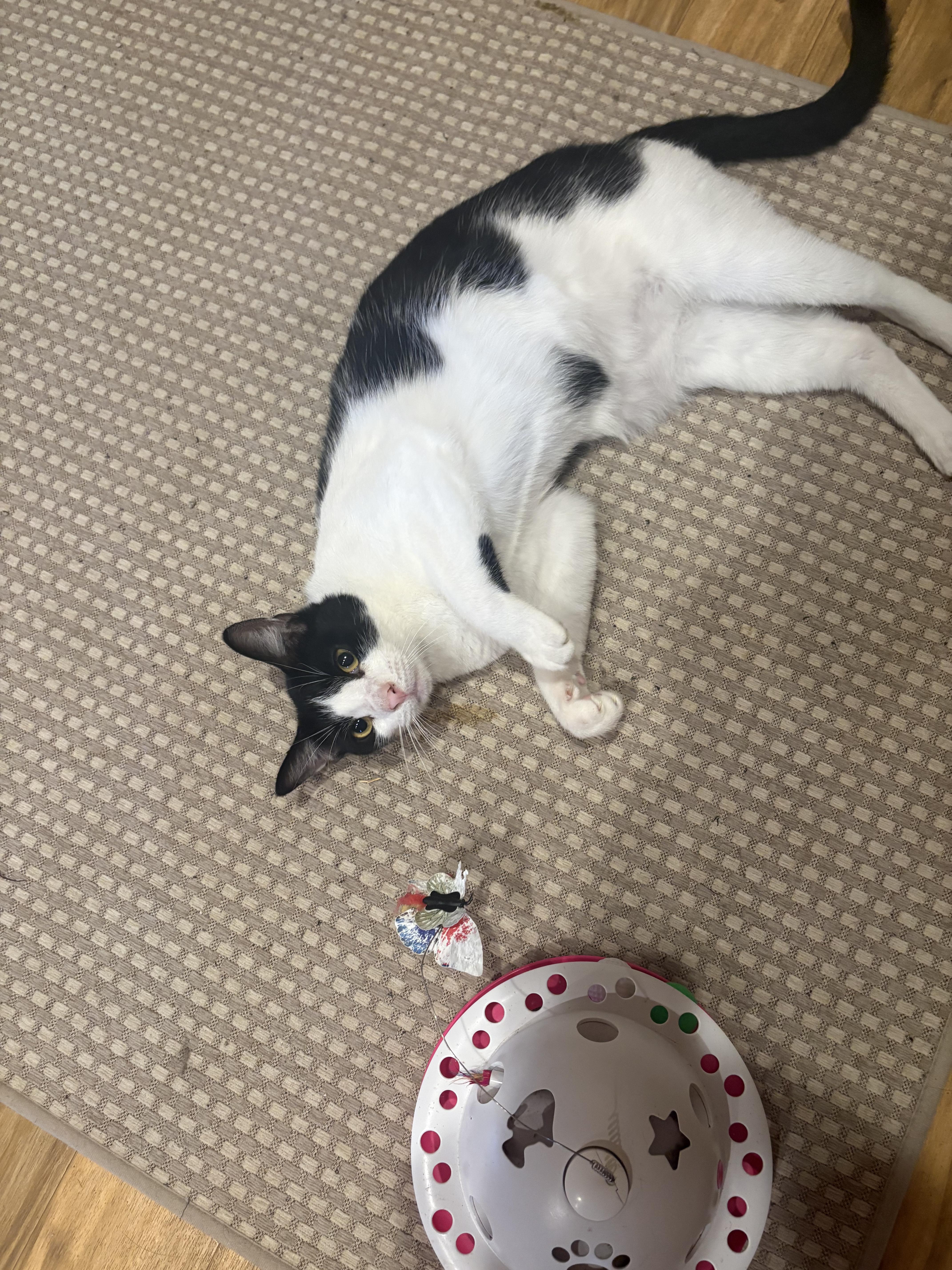 Elizabeth , adoptable, Young Female Domestic Short Hair.