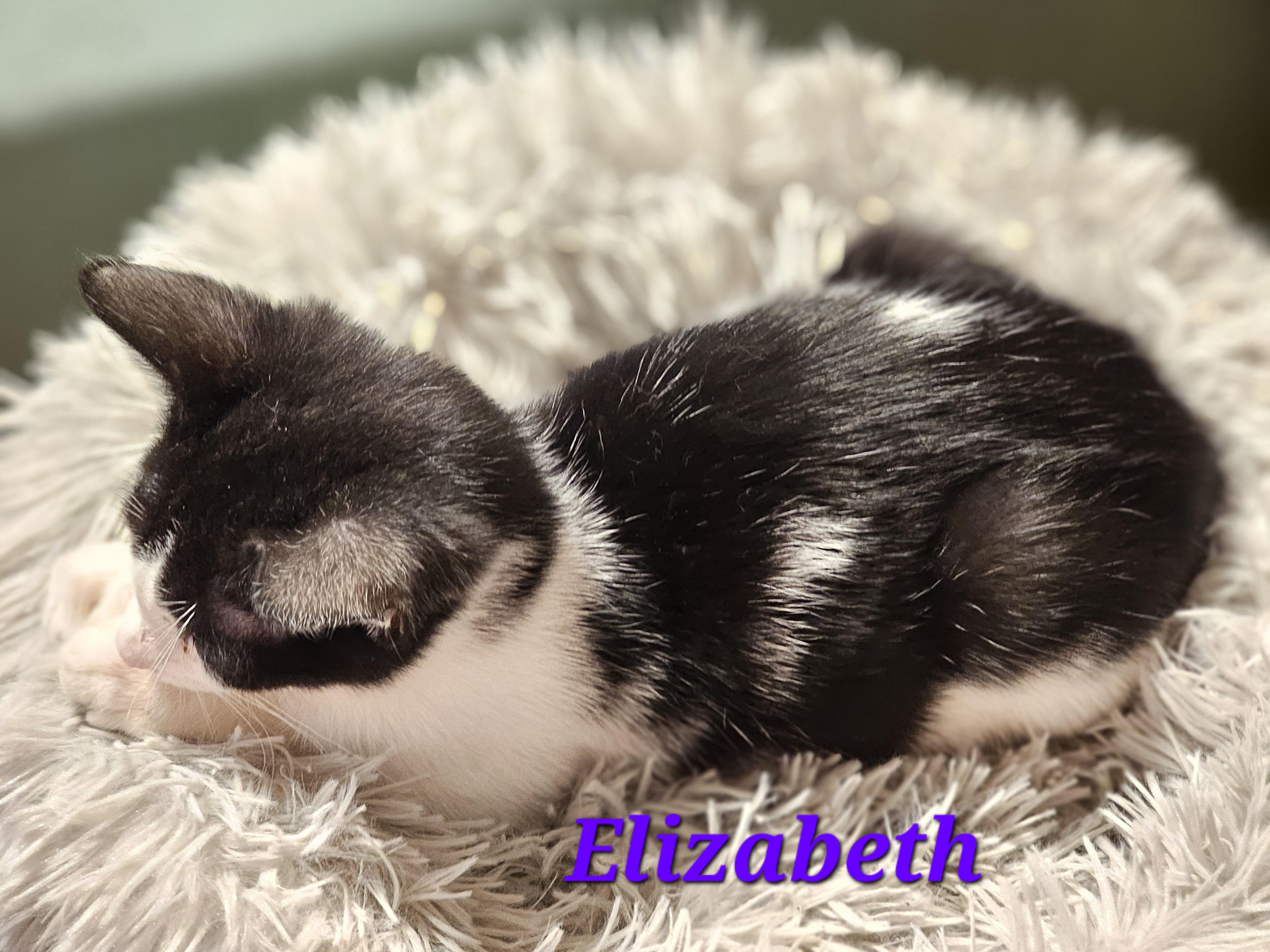 Enlarge Elizabeth , an adoptable Domestic Short Hair in Richmond, VA image 3/6