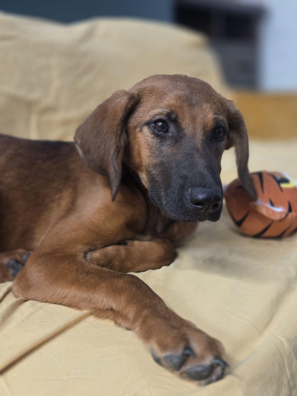 Enlarge Janis Joplin, a Adoptable mixed breed in TULSA, OK image 1/5