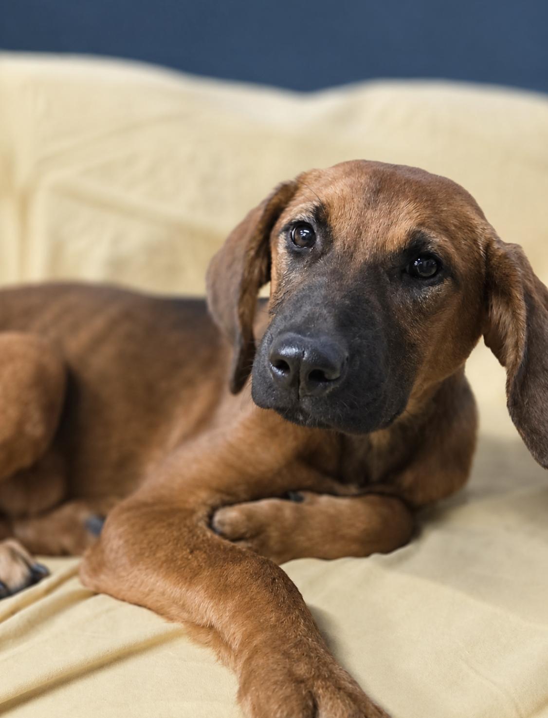 Enlarge Janis Joplin, a Adoptable mixed breed in TULSA, OK image 2/5