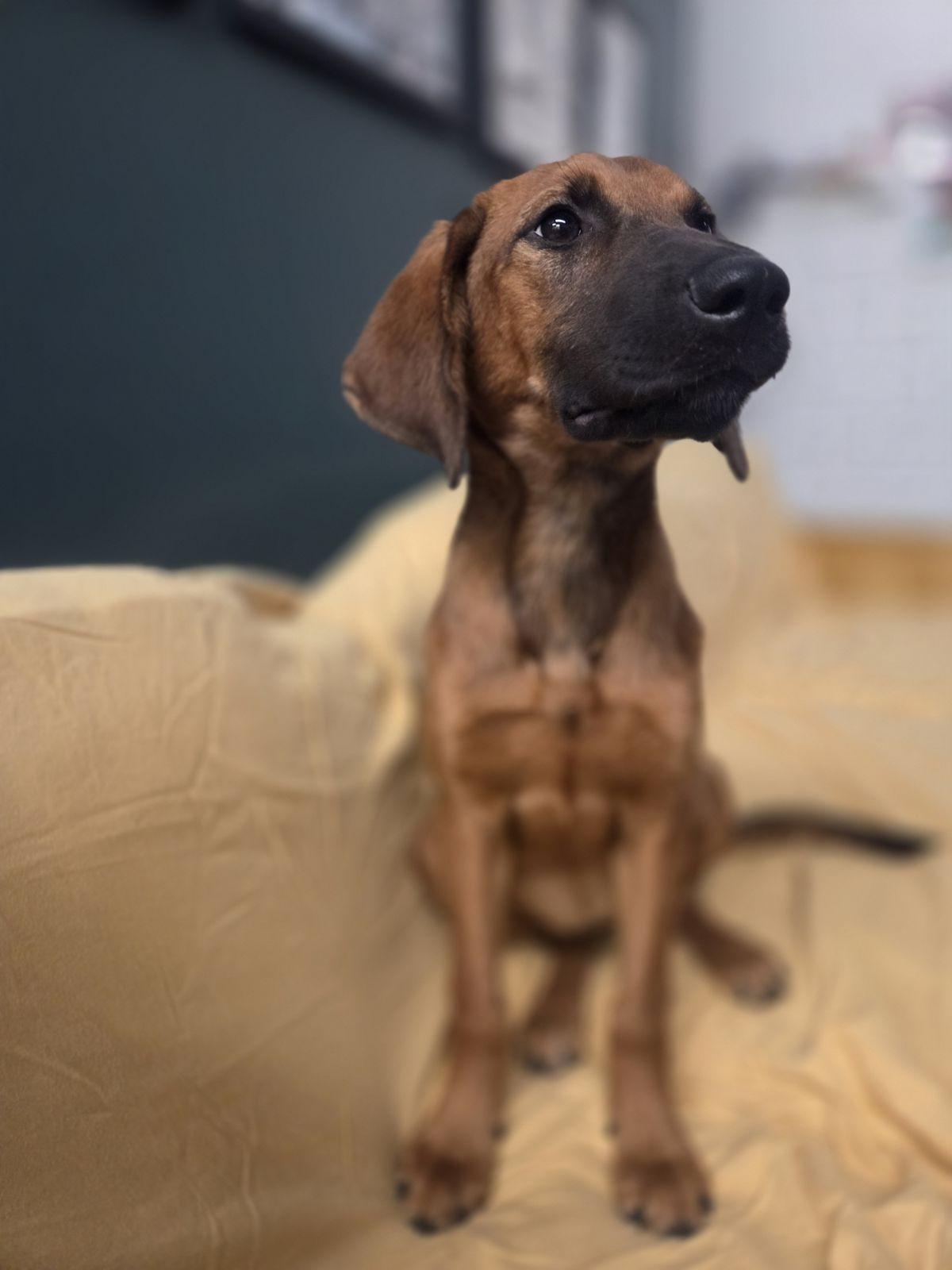 Enlarge Janis Joplin, a Adoptable mixed breed in TULSA, OK image 3/5