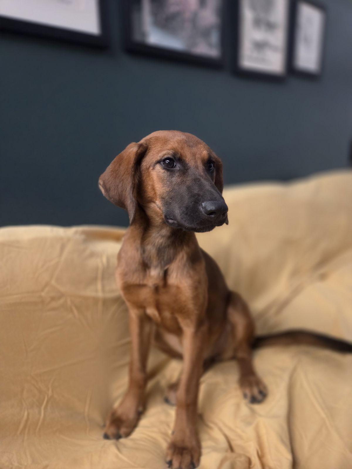 Enlarge Janis Joplin, a Adoptable mixed breed in TULSA, OK image 4/5