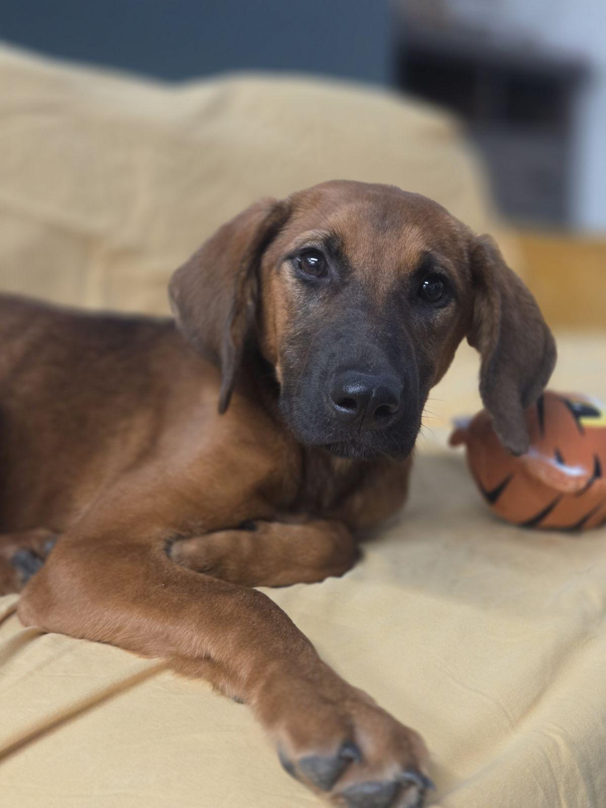 Enlarge Janis Joplin, a Adoptable mixed breed in TULSA, OK image 5/5