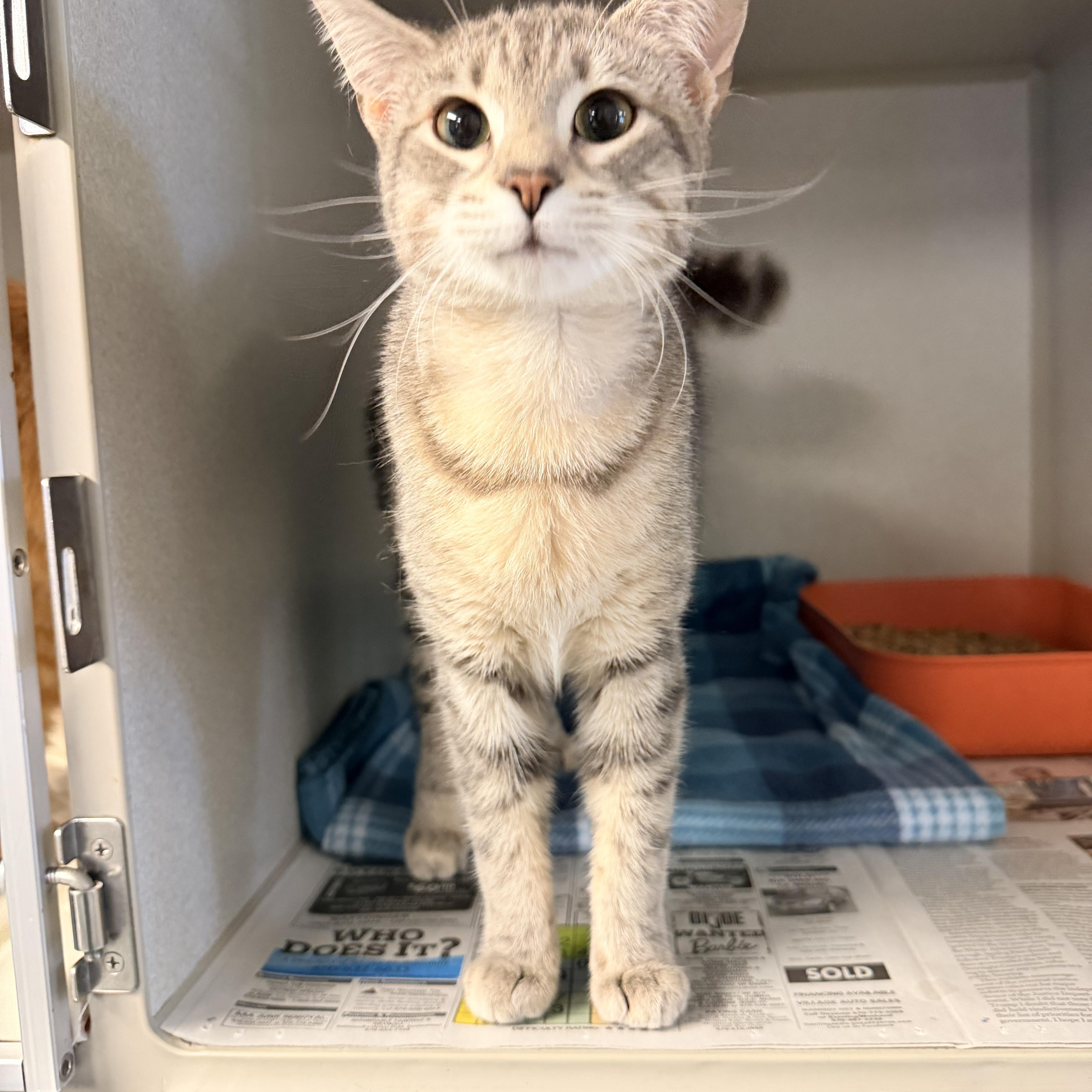 Enlarge Kallara, an adopted Domestic Short Hair in Pottsville, PA image 2/3