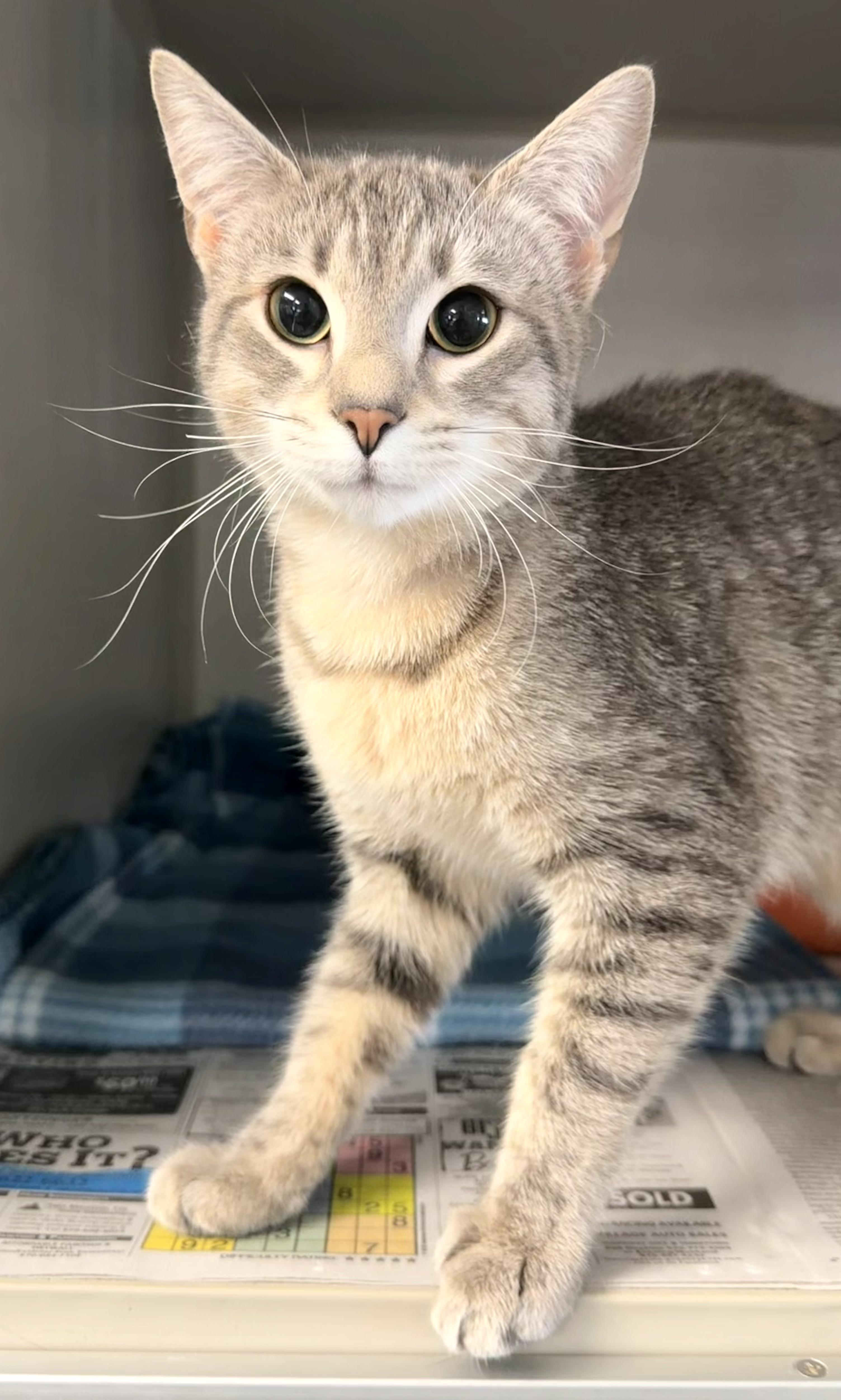 Enlarge Kallara, an adopted Domestic Short Hair in Pottsville, PA image 1/3