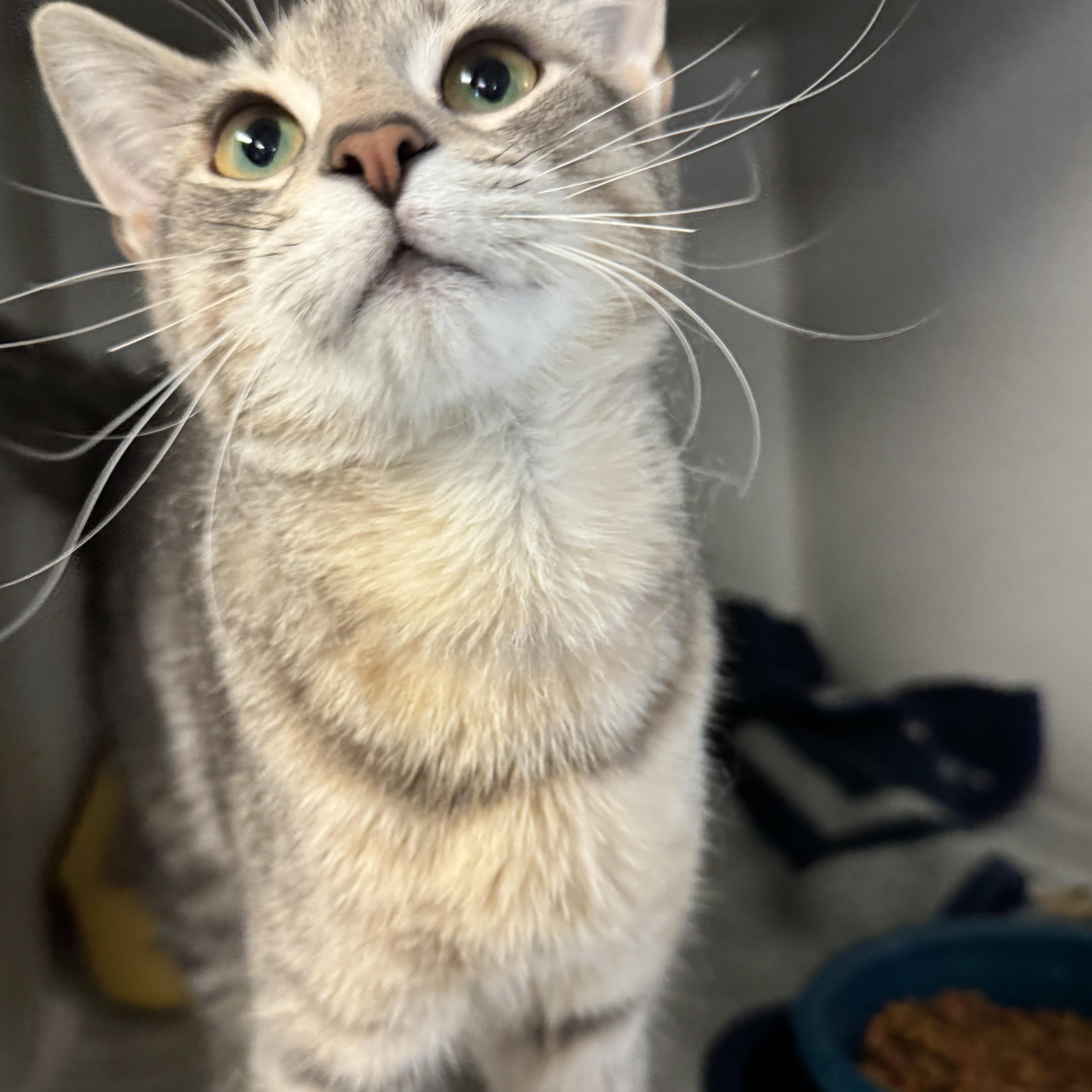 Enlarge Kallara, an adopted Domestic Short Hair in Pottsville, PA image 3/3