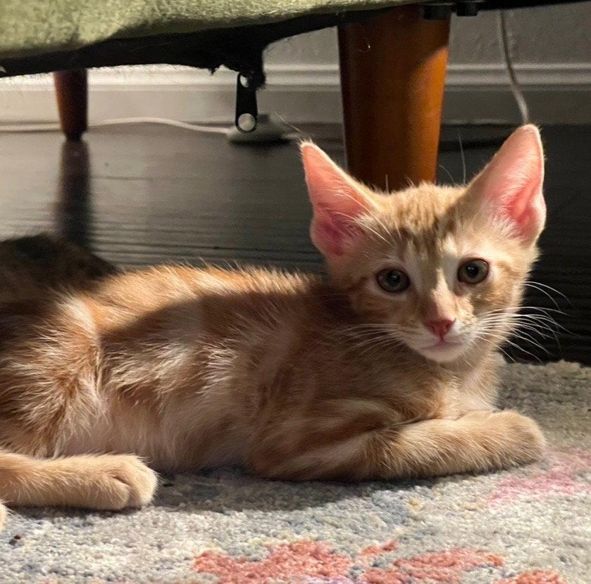 Toku, Adoptable, Young Male Domestic Short Hair.