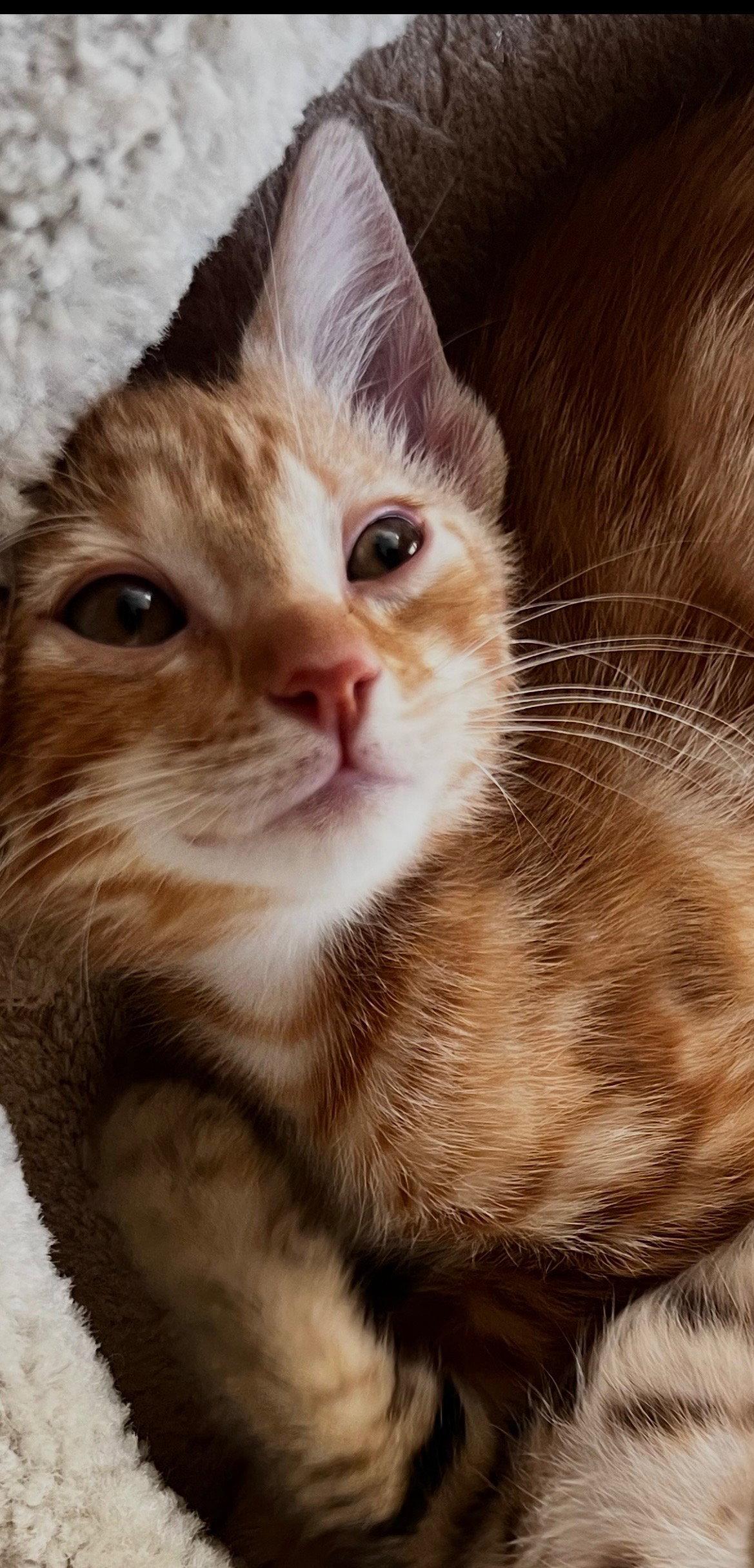 Toku, a Adoptable Domestic Short Hair in Riverside, CA image 2/2