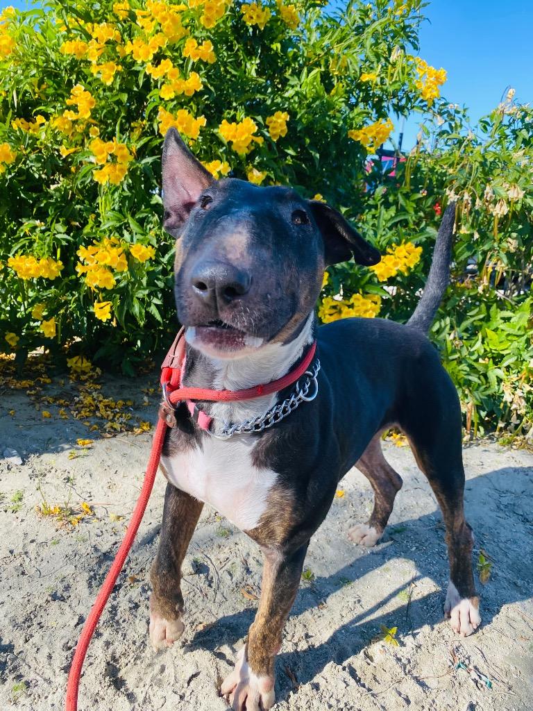 Enlarge BEANIE, a Adoptable Bull Terrier in Palm Desert, CA image 1/1