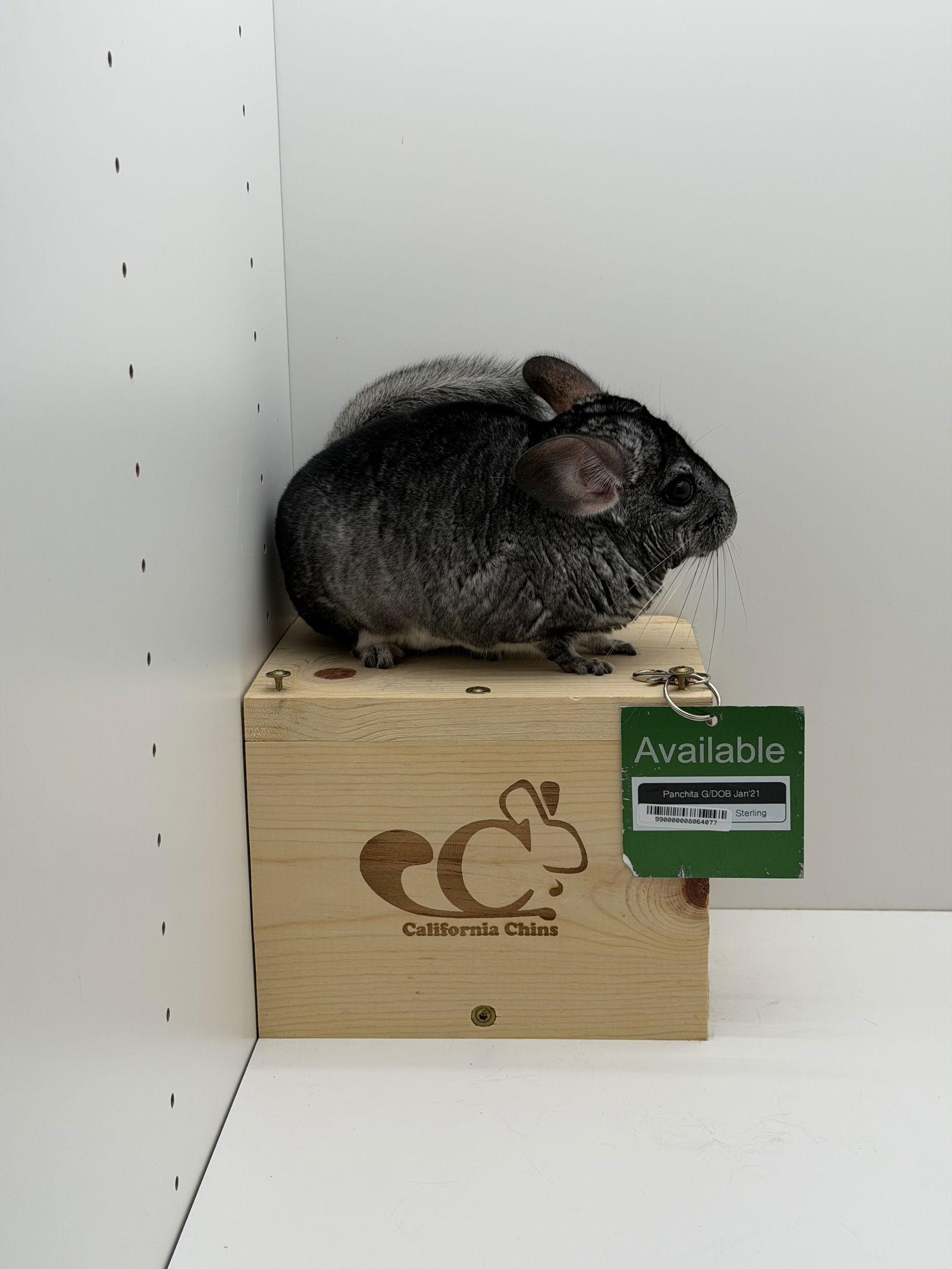 Panchita, Adopted, Adult Female Chinchilla.