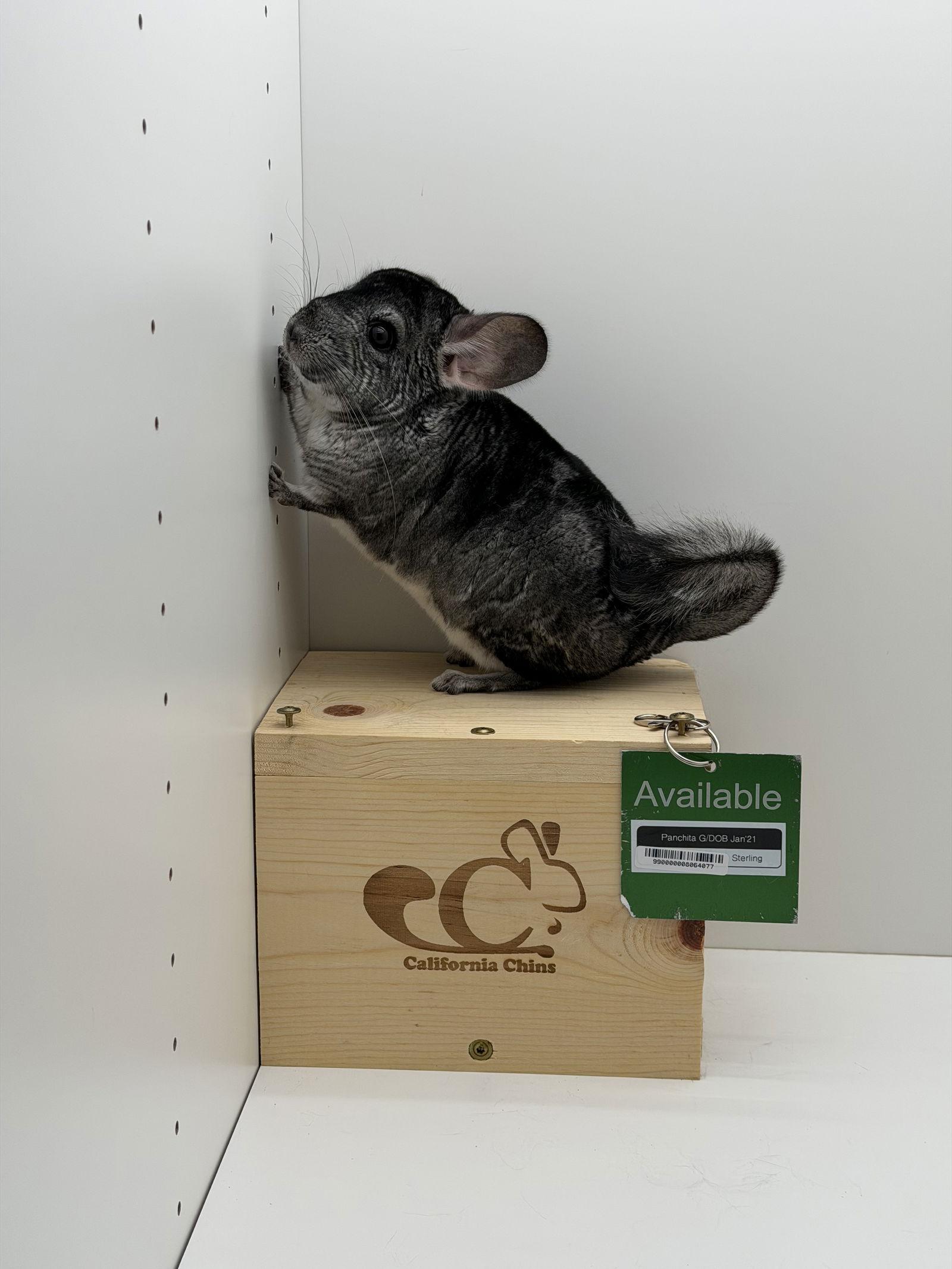 Enlarge Panchita, a Adopted Chinchilla in Sunnyvale, CA image 2/3