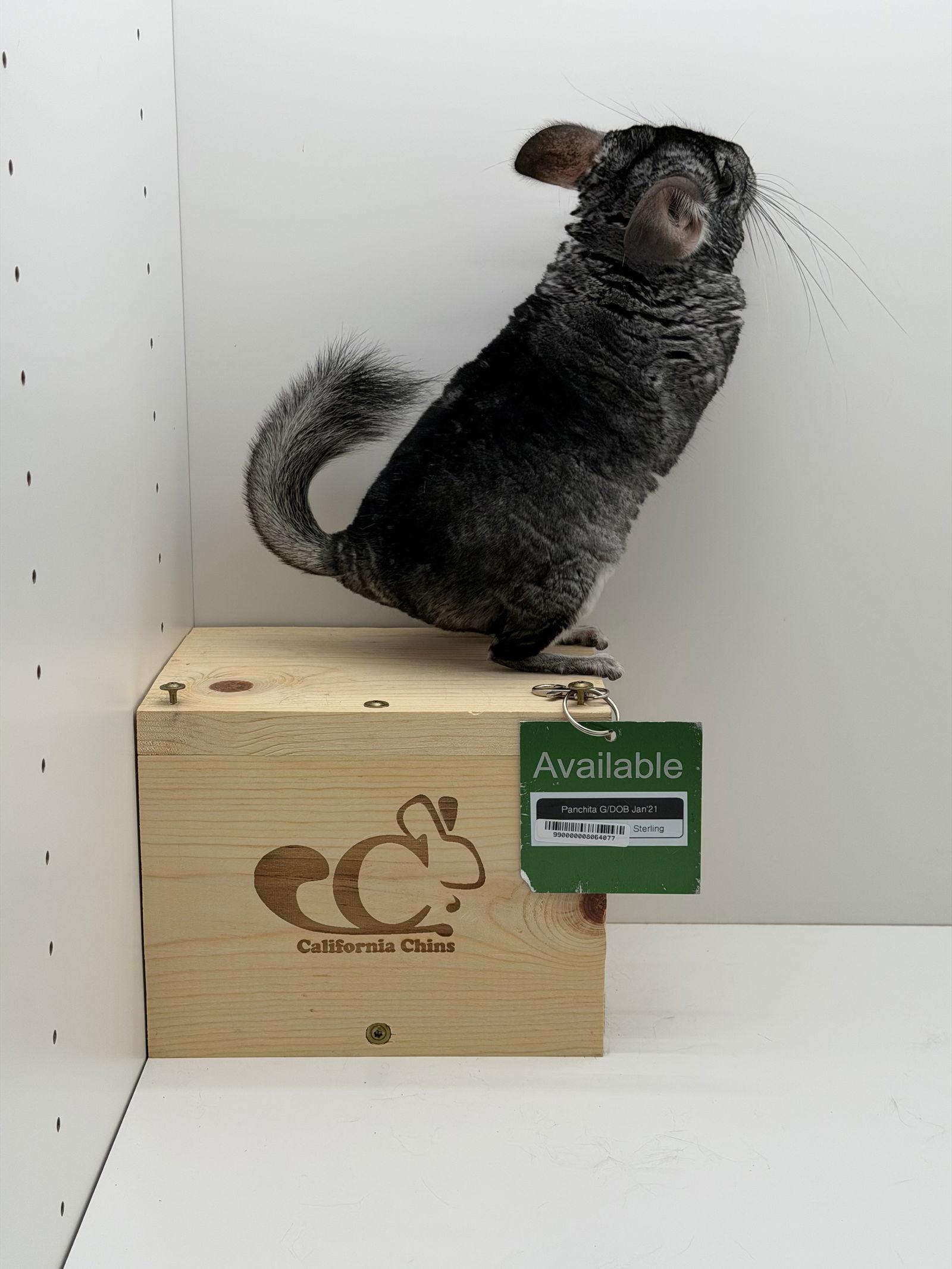 Enlarge Panchita, a Adopted Chinchilla in Sunnyvale, CA image 3/3