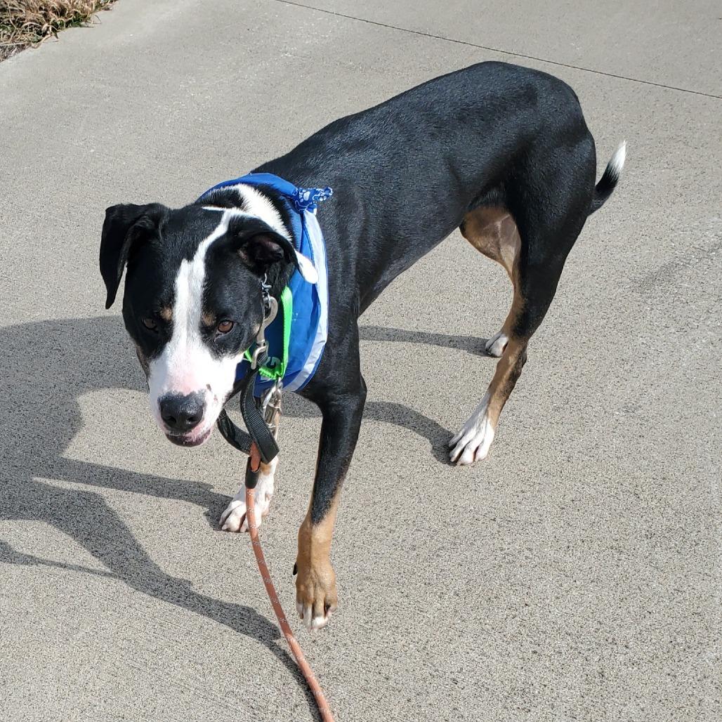 Phoenix, Adoptable, Adult Male Pit Bull Terrier.