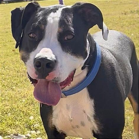 Phoenix, Adoptable, Adult Male Pit Bull Terrier.