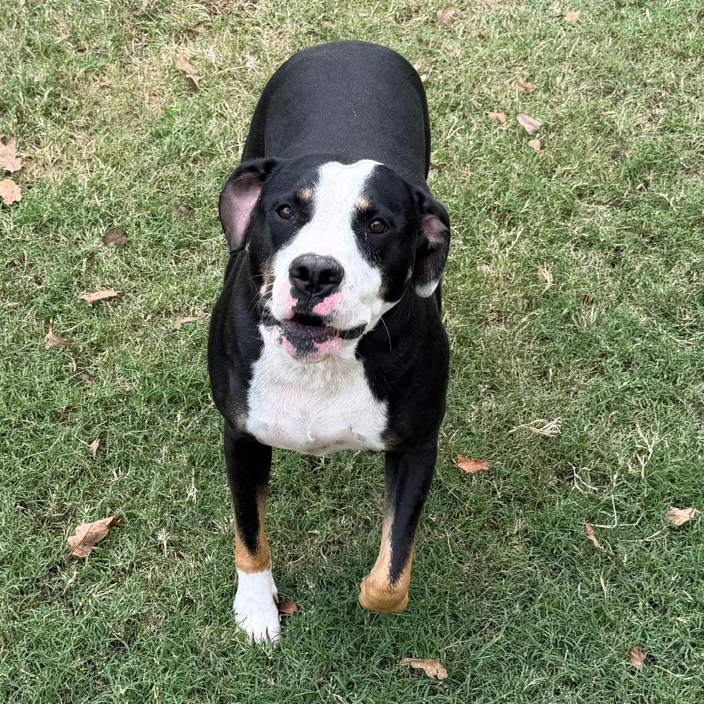 Enlarge Phoenix, a Adoptable Pit Bull Terrier in Denison, TX image 2/6