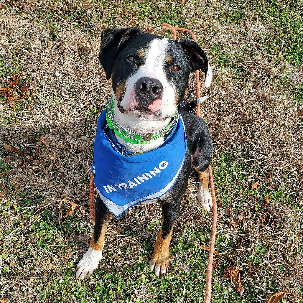 Enlarge Phoenix, a Adoptable Pit Bull Terrier in Denison, TX image 4/6