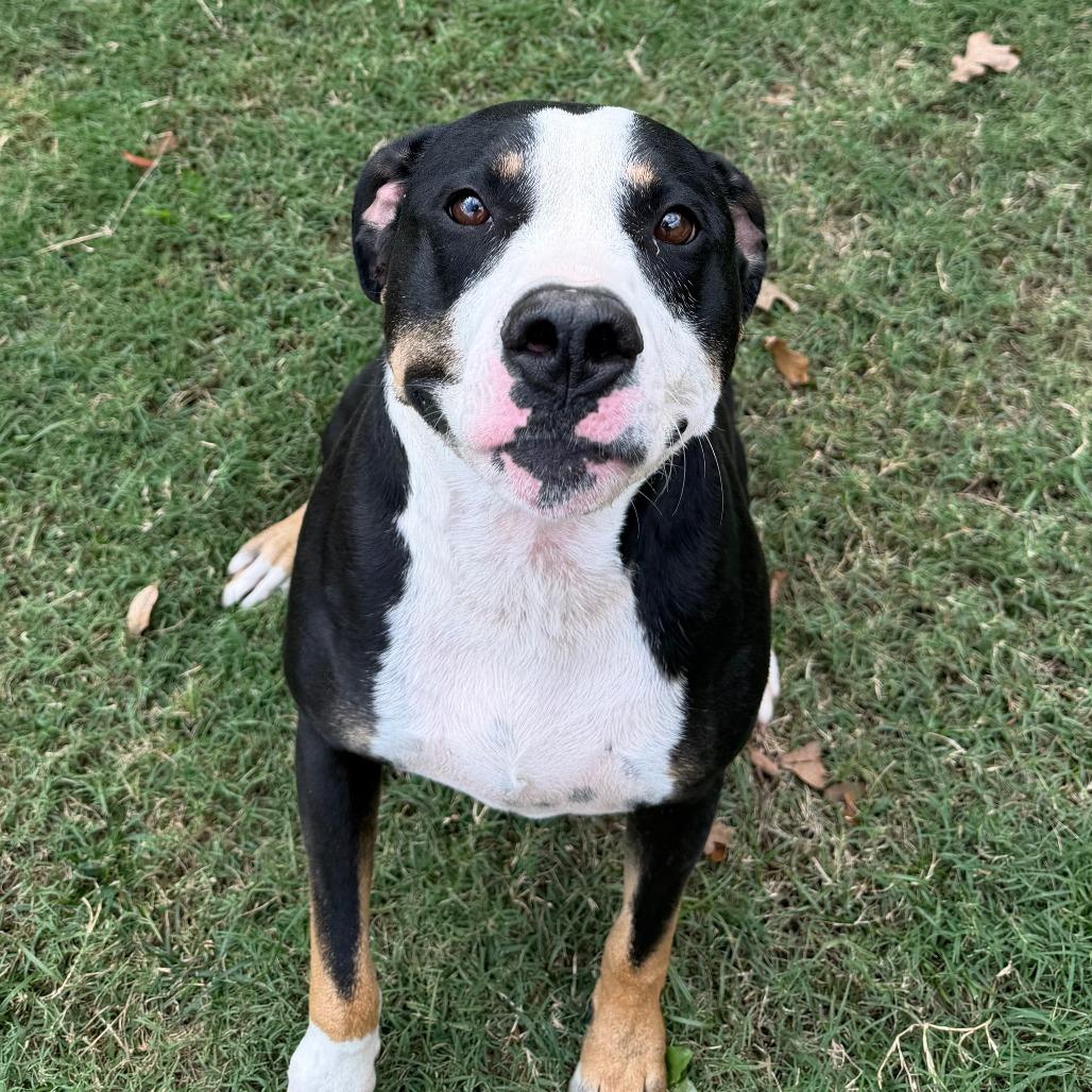 Enlarge Phoenix, a Adoptable Pit Bull Terrier in Denison, TX image 3/6