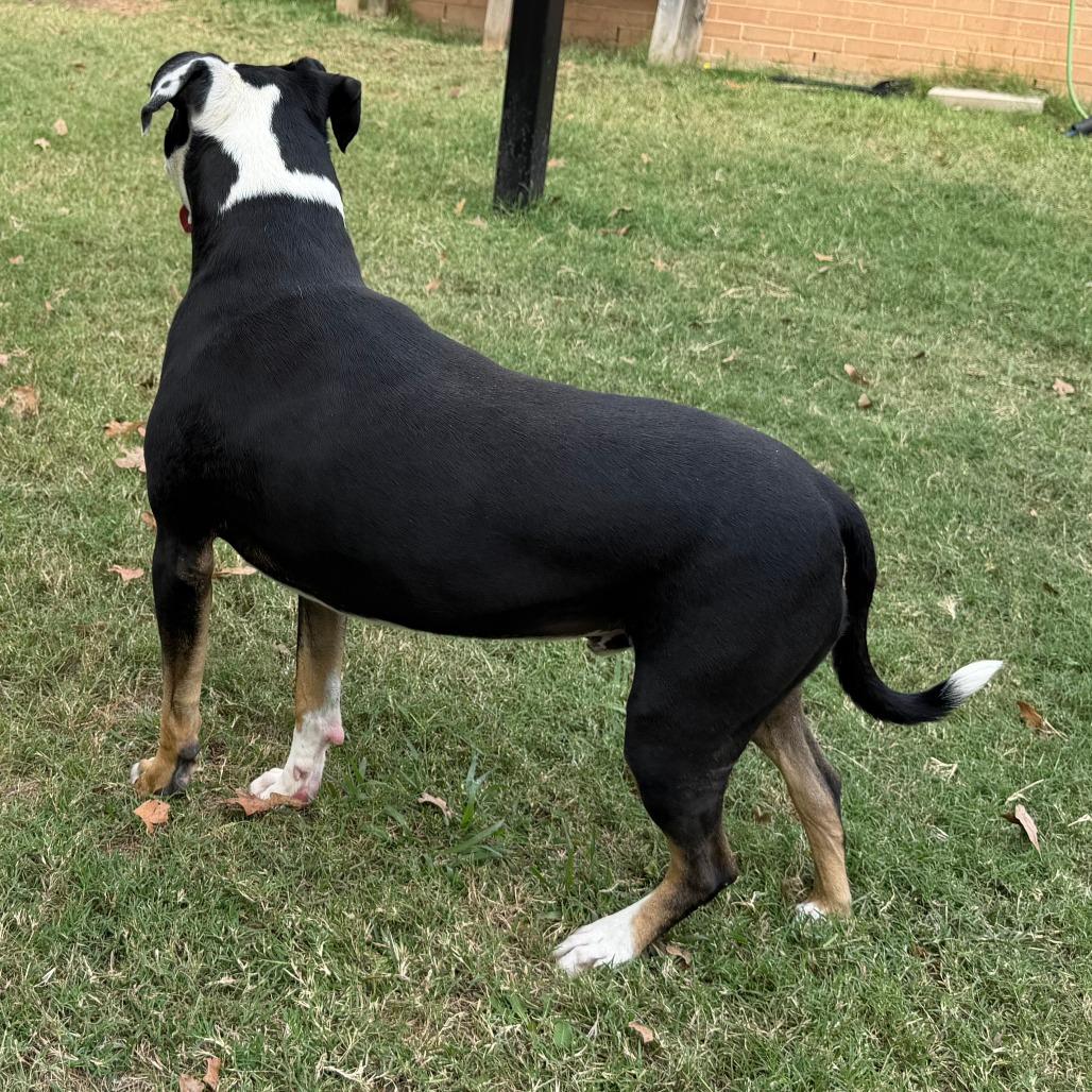 Enlarge Phoenix, a Adoptable Pit Bull Terrier in Denison, TX image 4/6