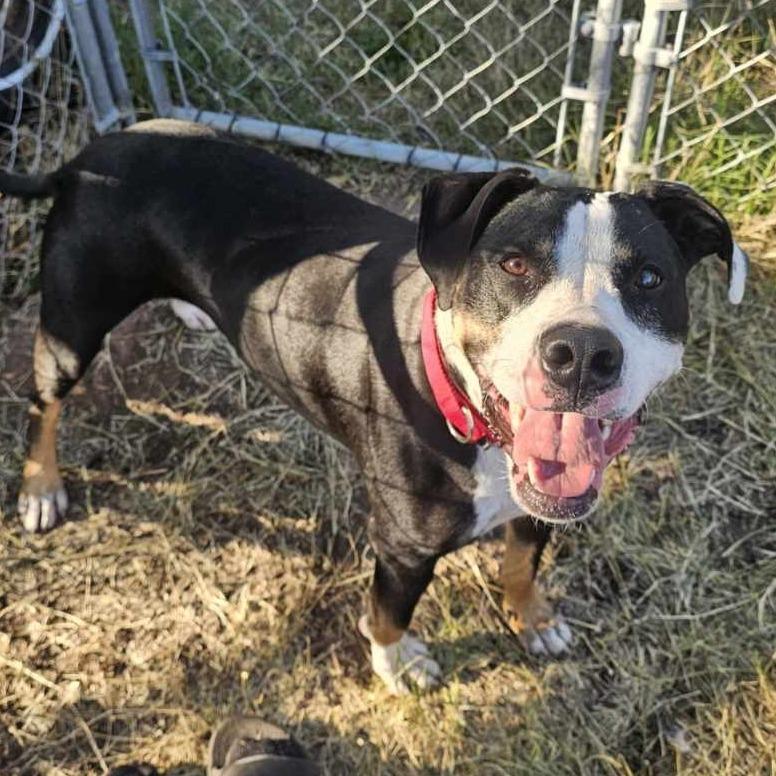 Enlarge Phoenix, a Adoptable Pit Bull Terrier in Denison, TX image 6/6