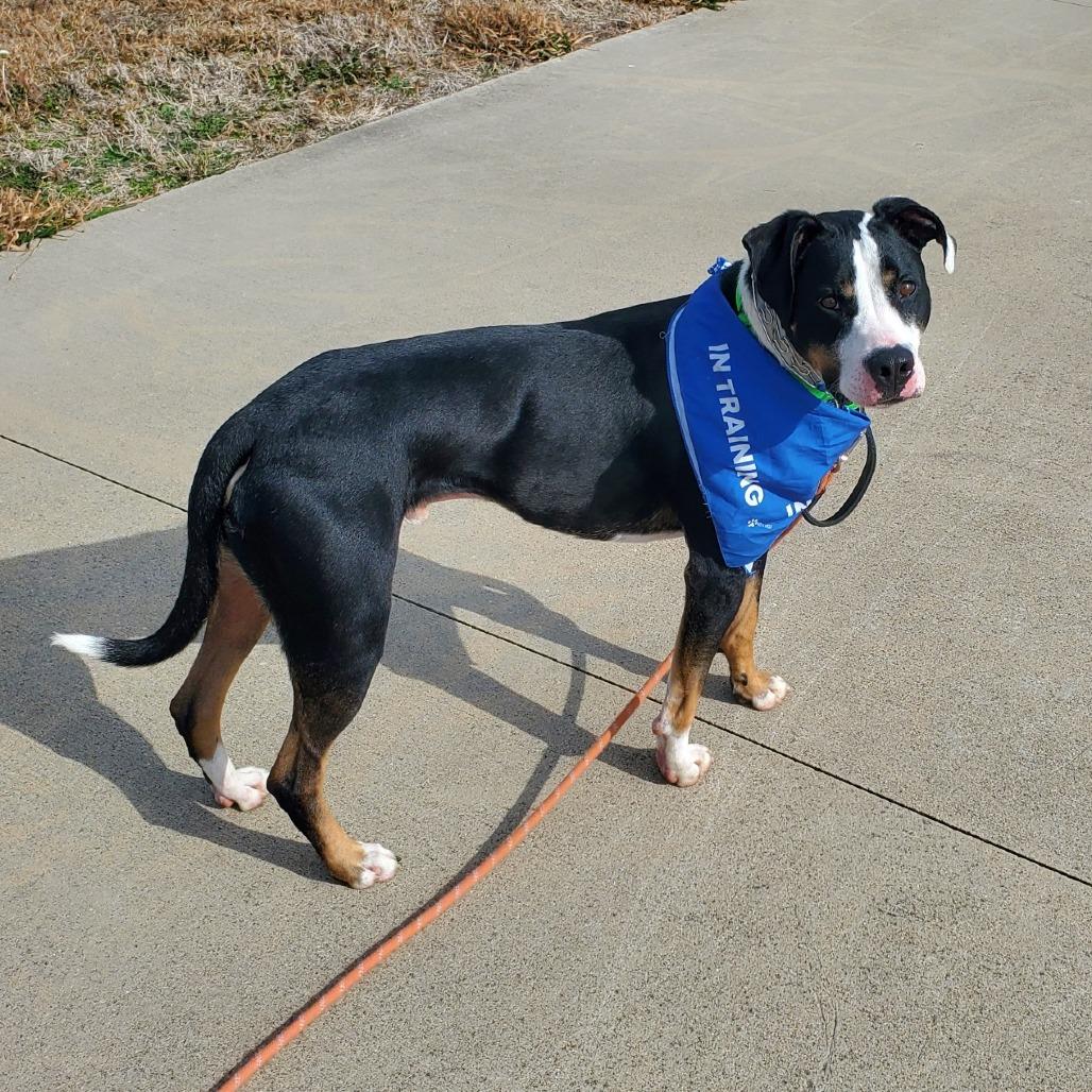 Enlarge Phoenix, a Adoptable Pit Bull Terrier in Denison, TX image 6/6