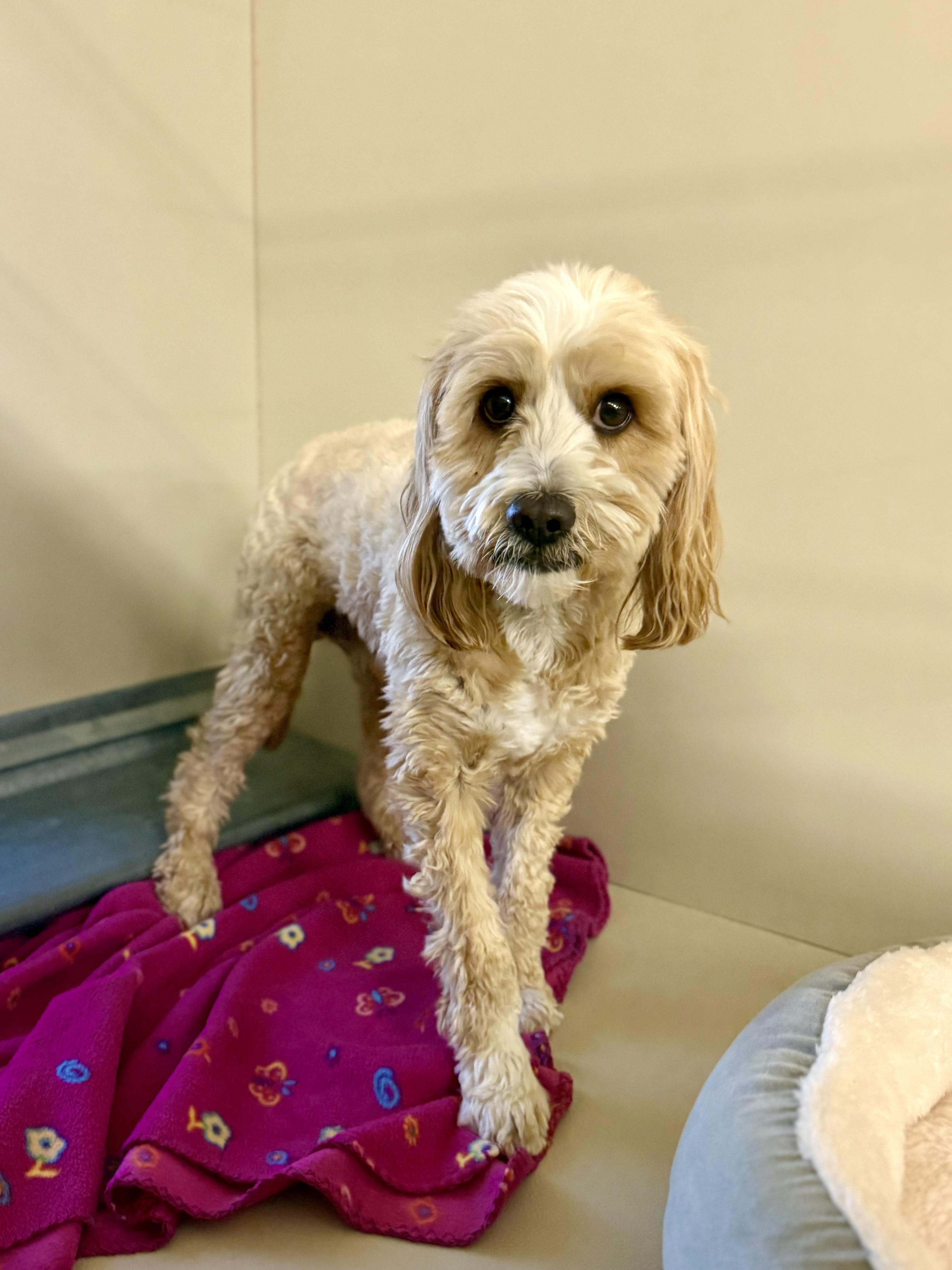 Enlarge Finn, a Adopted Maltipoo in Boulder City, NV image 1/1