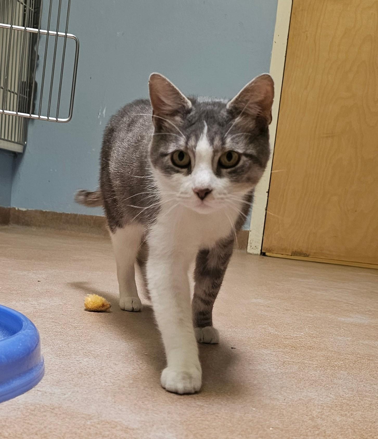 Pooh Bear, ADOPTABLE, Young Male Domestic Short Hair.