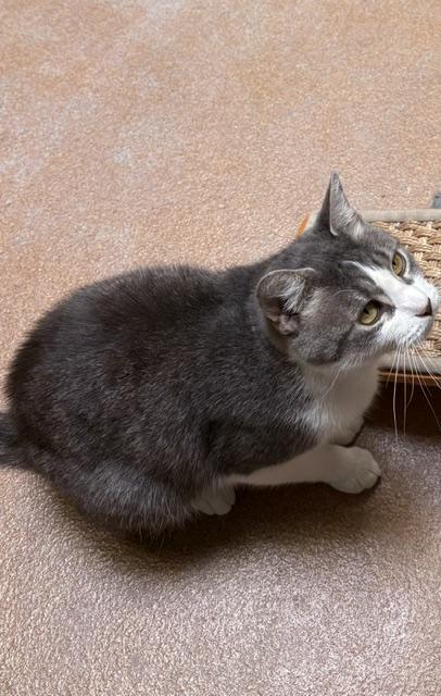 Enlarge Pooh Bear, a ADOPTABLE Domestic Short Hair in Norwalk, CT image 4/4