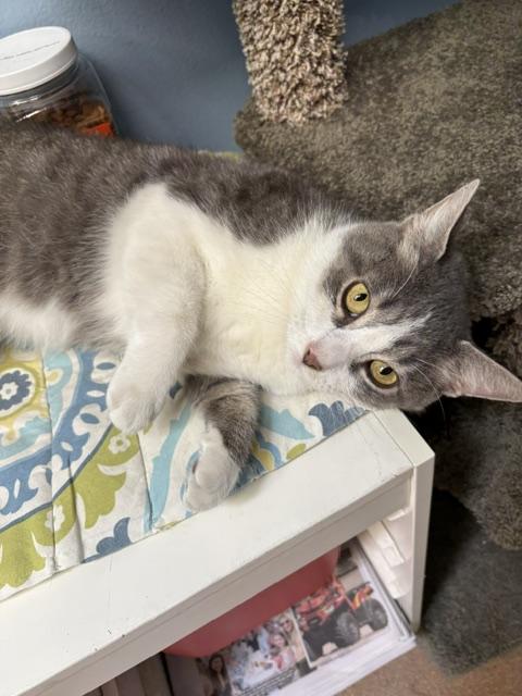 Enlarge Pooh Bear, a ADOPTABLE Domestic Short Hair in Norwalk, CT image 2/4