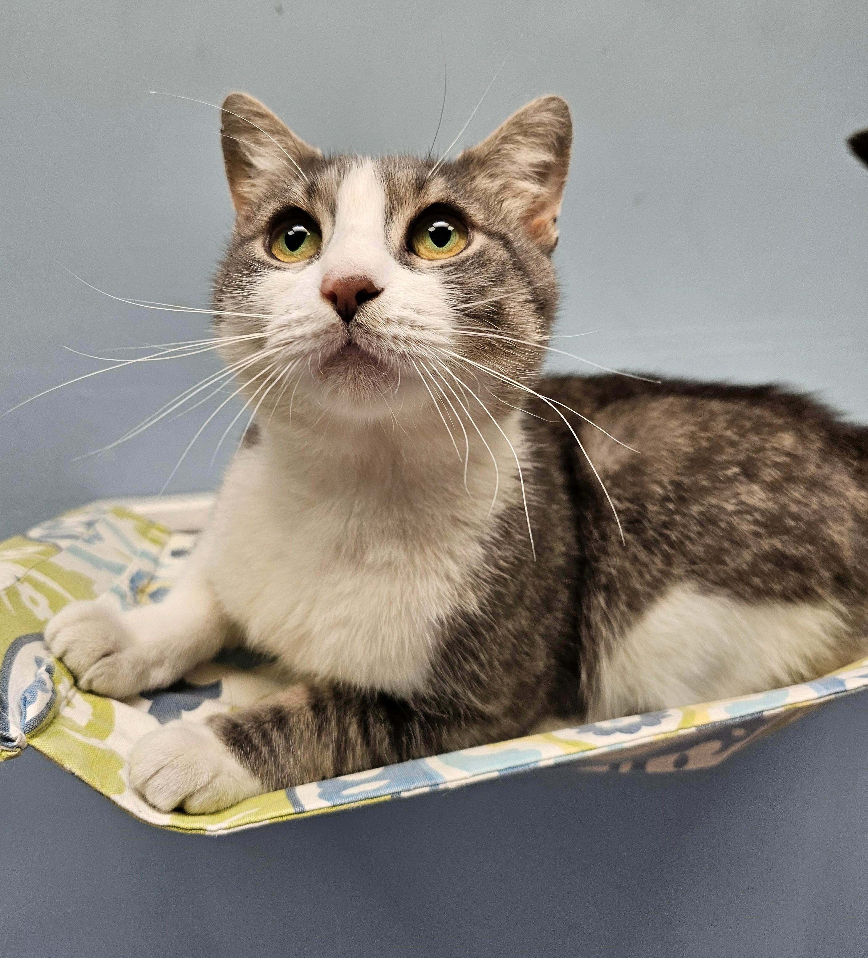 Enlarge Pooh Bear, a ADOPTABLE Domestic Short Hair in Norwalk, CT image 3/4