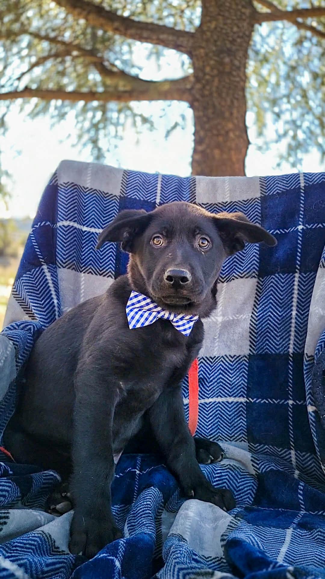 Waffle, adopted, Puppy Male Labrador Retriever.