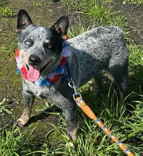 Sumo, ADOPTABLE, Adult Male Australian Cattle Dog / Blue Heeler.