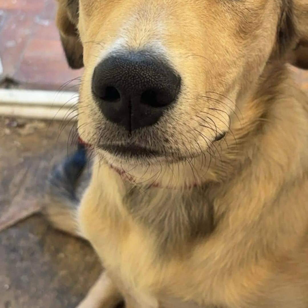 Enlarge Bella - born Nov 4, 2023, an adopted mixed breed in Lucknow, ON image 1/4