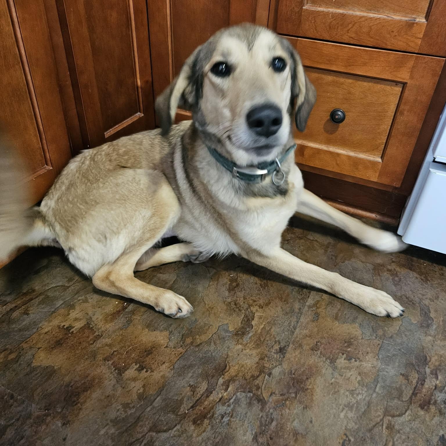 Enlarge Bella - born Nov 4, 2023, an adopted mixed breed in Lucknow, ON image 3/4