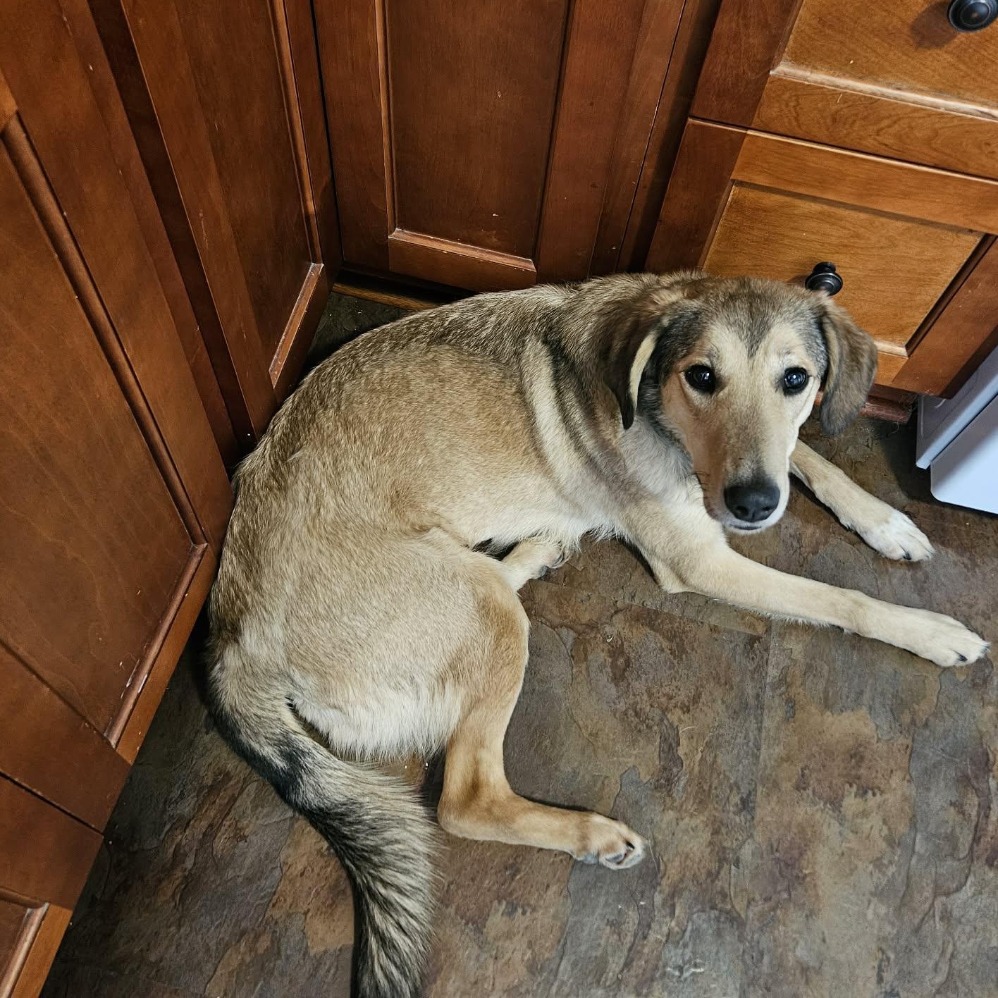 Enlarge Bella - born Nov 4, 2023, an adopted mixed breed in Lucknow, ON image 4/4