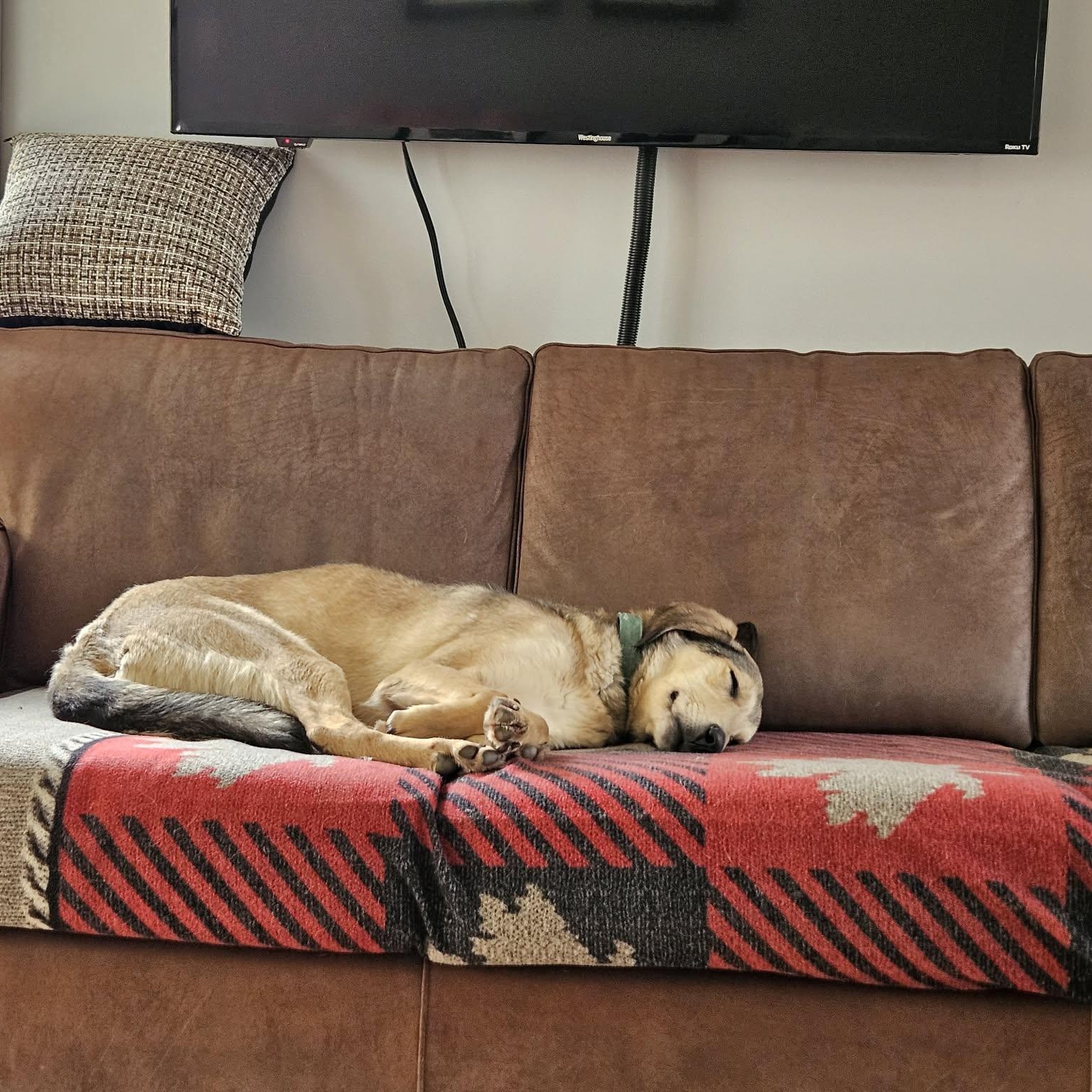 Enlarge Bella - born Nov 4, 2023, an adopted mixed breed in Lucknow, ON image 2/4