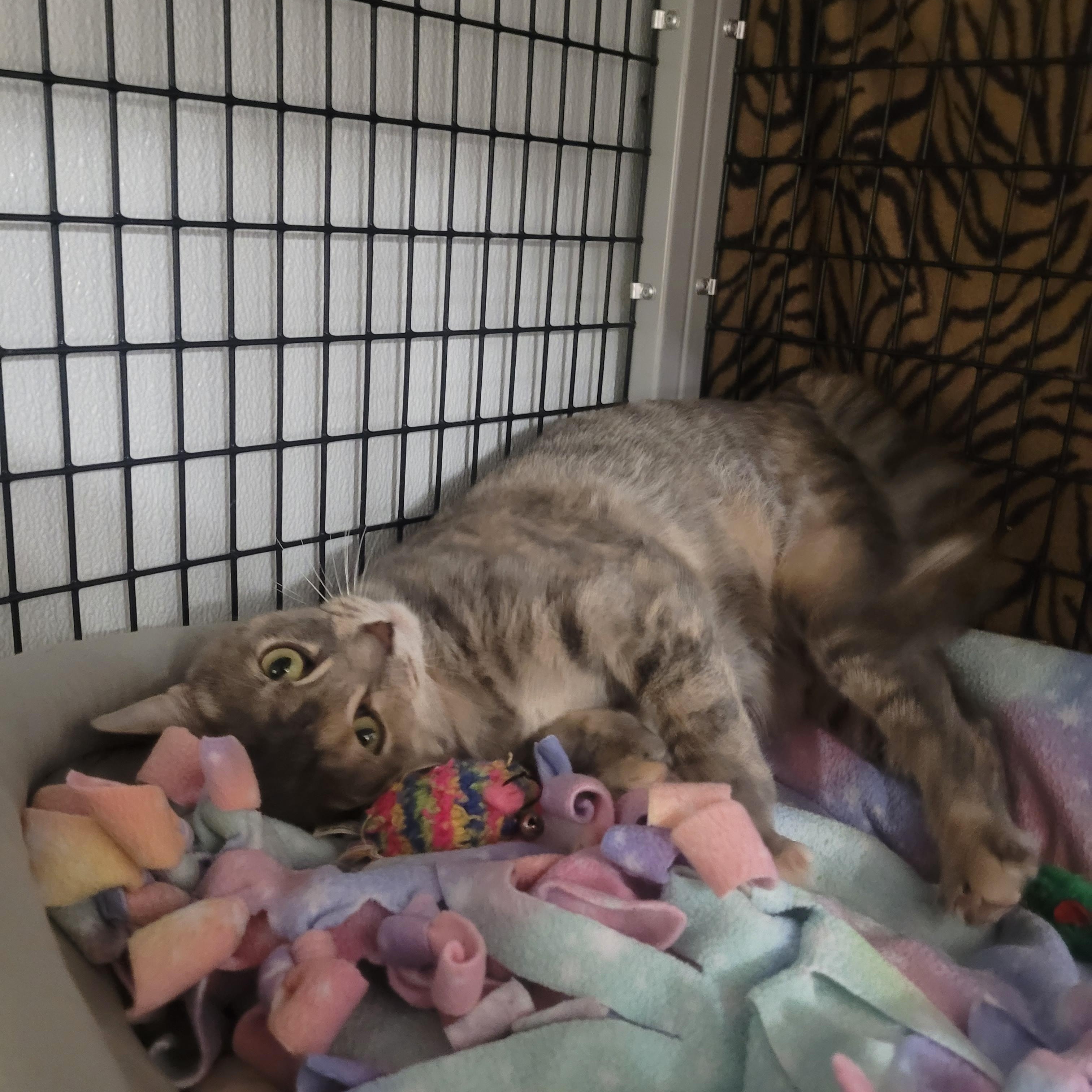 Enlarge Connie, a Adoptable Domestic Short Hair in Jeffersonville, IN image 1/5