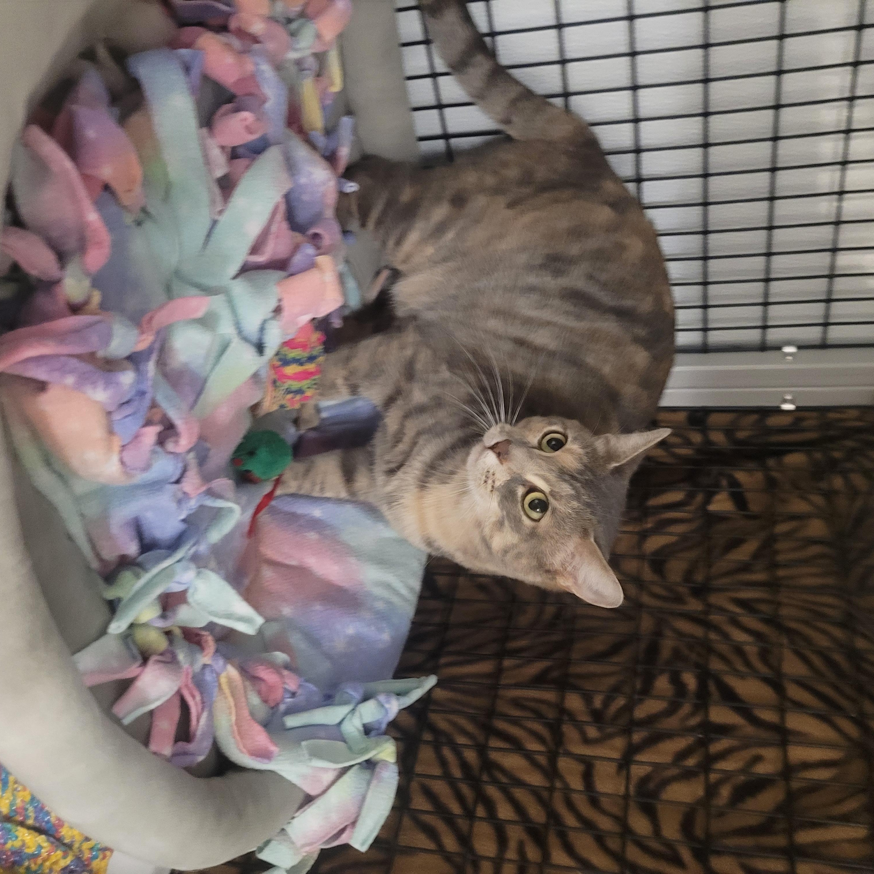 Enlarge Connie, a Adoptable Domestic Short Hair in Jeffersonville, IN image 5/5