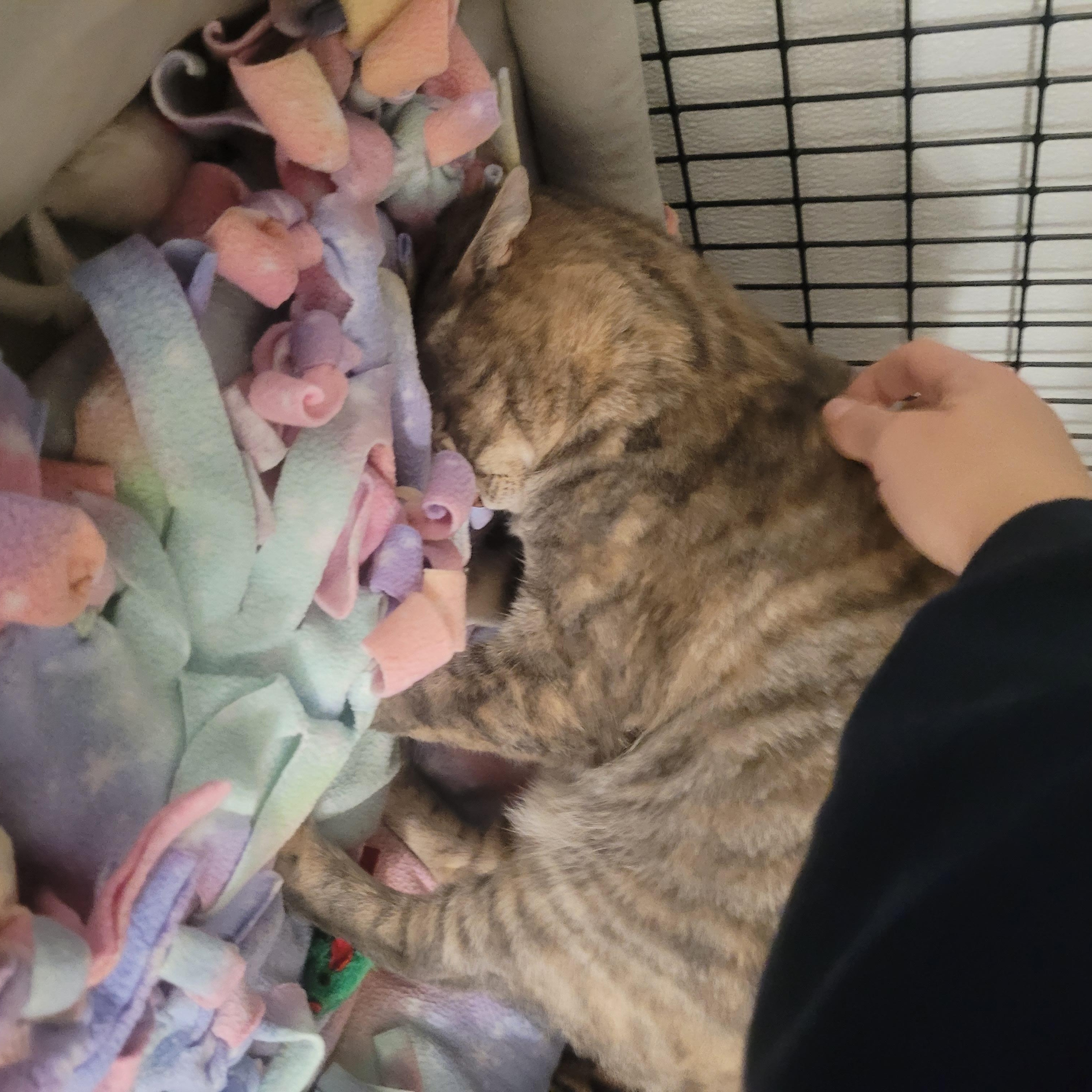 Enlarge Connie, a Adoptable Domestic Short Hair in Jeffersonville, IN image 4/5