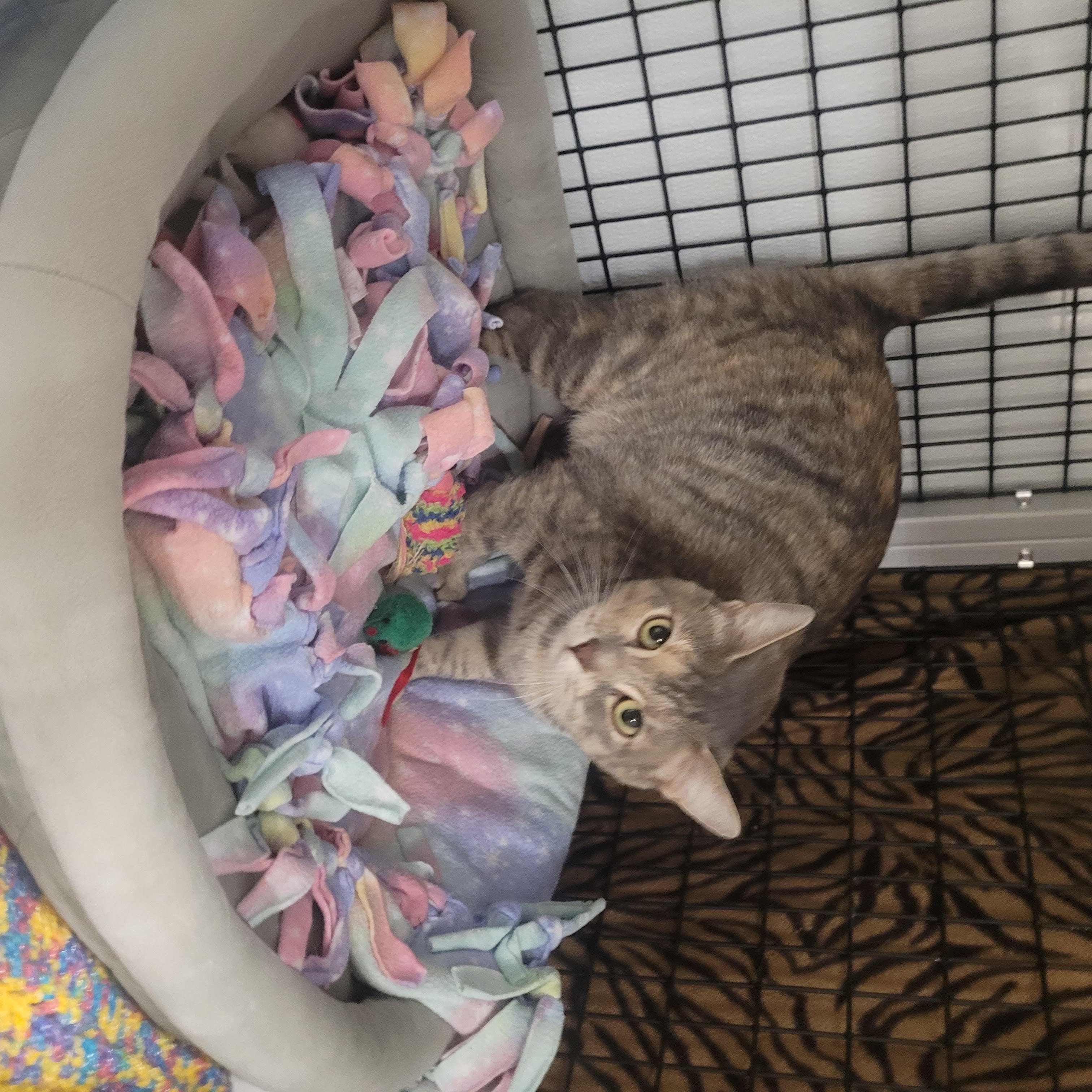 Enlarge Connie, a Adoptable Domestic Short Hair in Jeffersonville, IN image 3/5