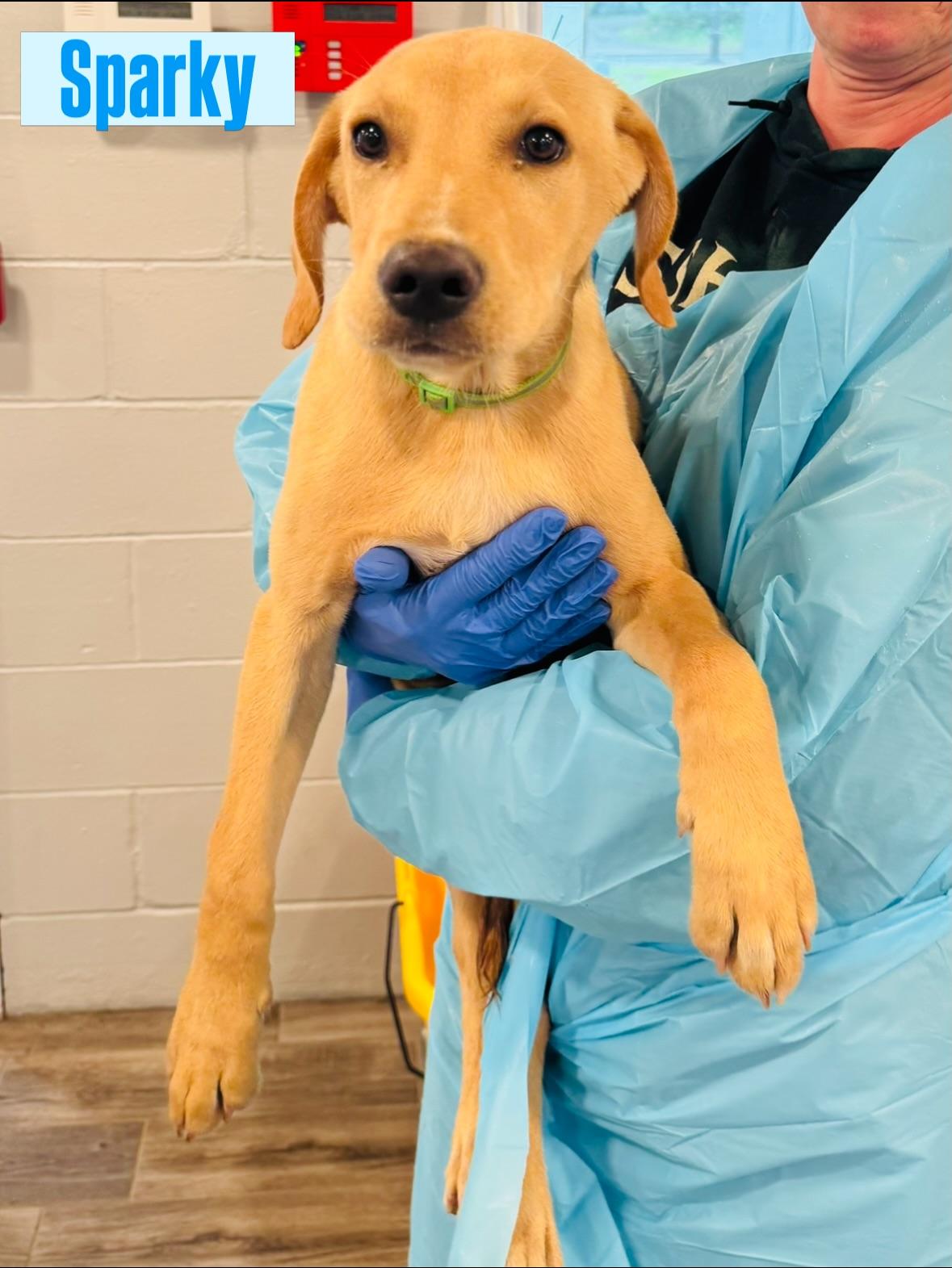 Sparky, adopted, Puppy Male Labrador Retriever.