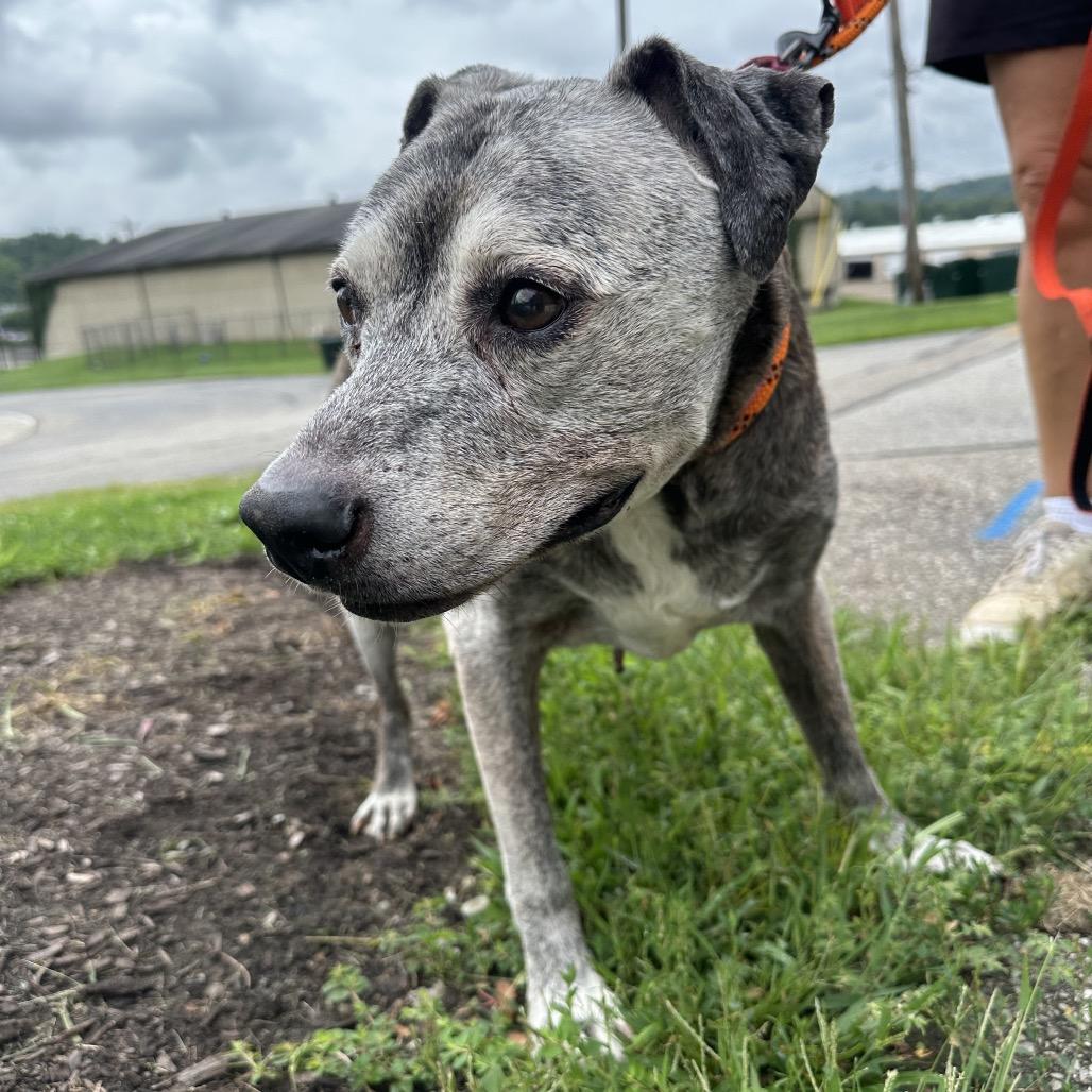 Buddy, Adoptable, Senior Male Pit Bull Terrier.