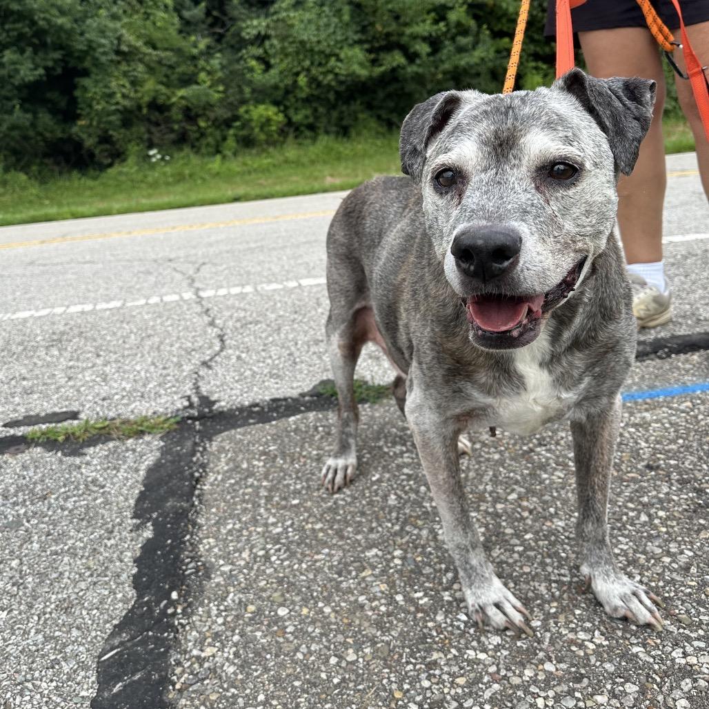 Enlarge Buddy, a Adoptable Pit Bull Terrier in Batavia, OH image 2/6