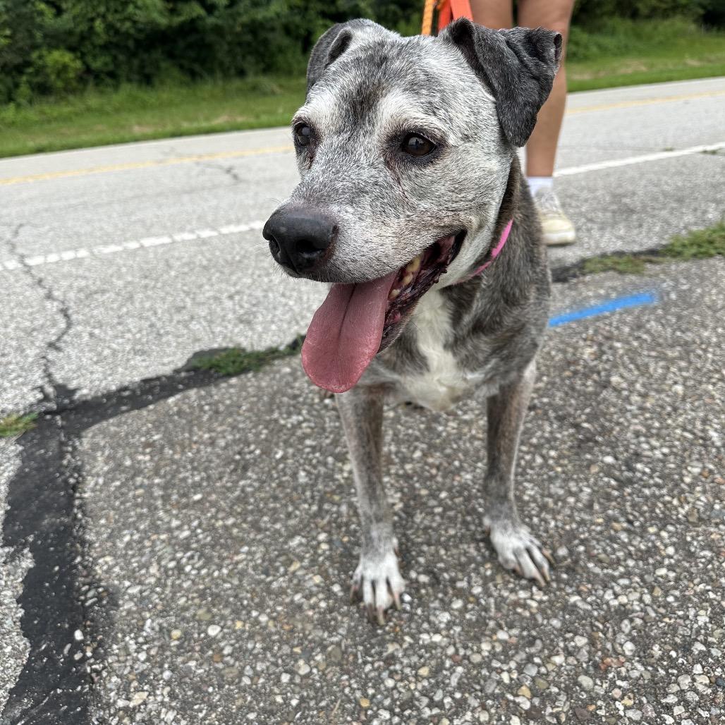 Enlarge Buddy, a Adoptable Pit Bull Terrier in Batavia, OH image 3/6