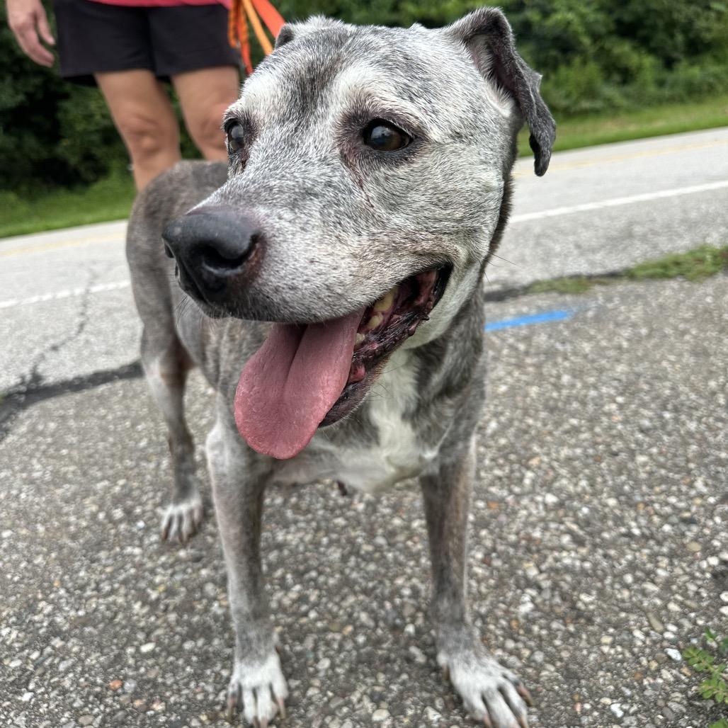Enlarge Buddy, a Adoptable Pit Bull Terrier in Batavia, OH image 4/6