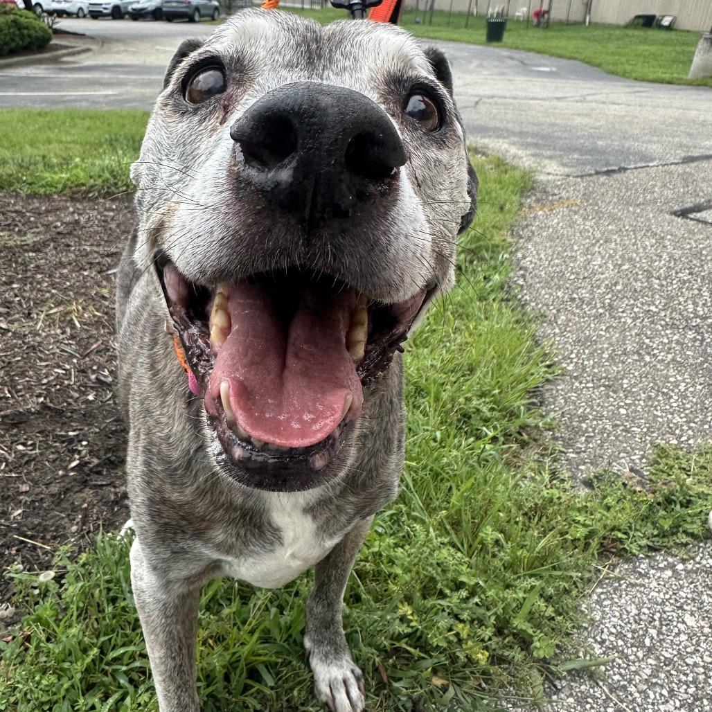 Enlarge Buddy, a Adoptable Pit Bull Terrier in Batavia, OH image 5/6